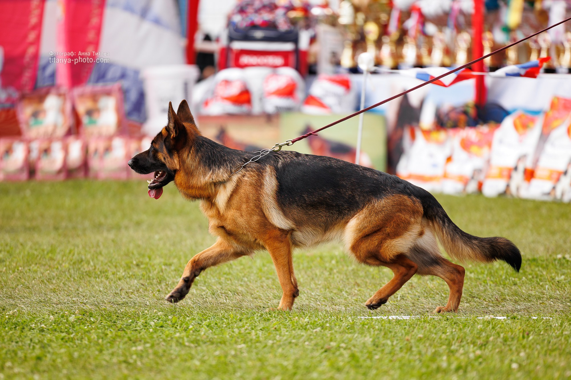 Немецкие овчарки: фото из рингов и вне ринга, мутпроба (фотографии с выставок). Фотограф собак, фотограф-анималист Аня Титова (Titanya). Москва