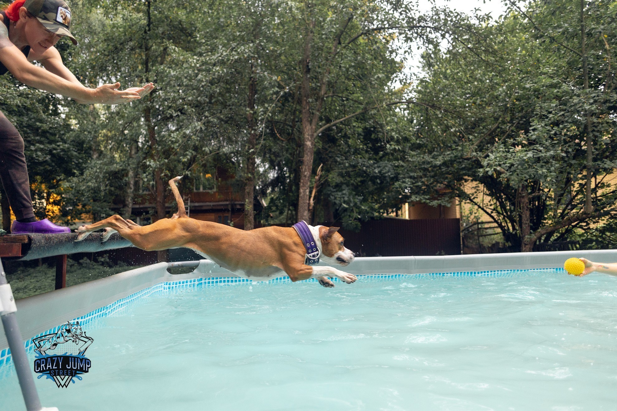 Собаки, спорт, Док дайвинг. Свадебный и репортажный фотограф в Москве и Московской области