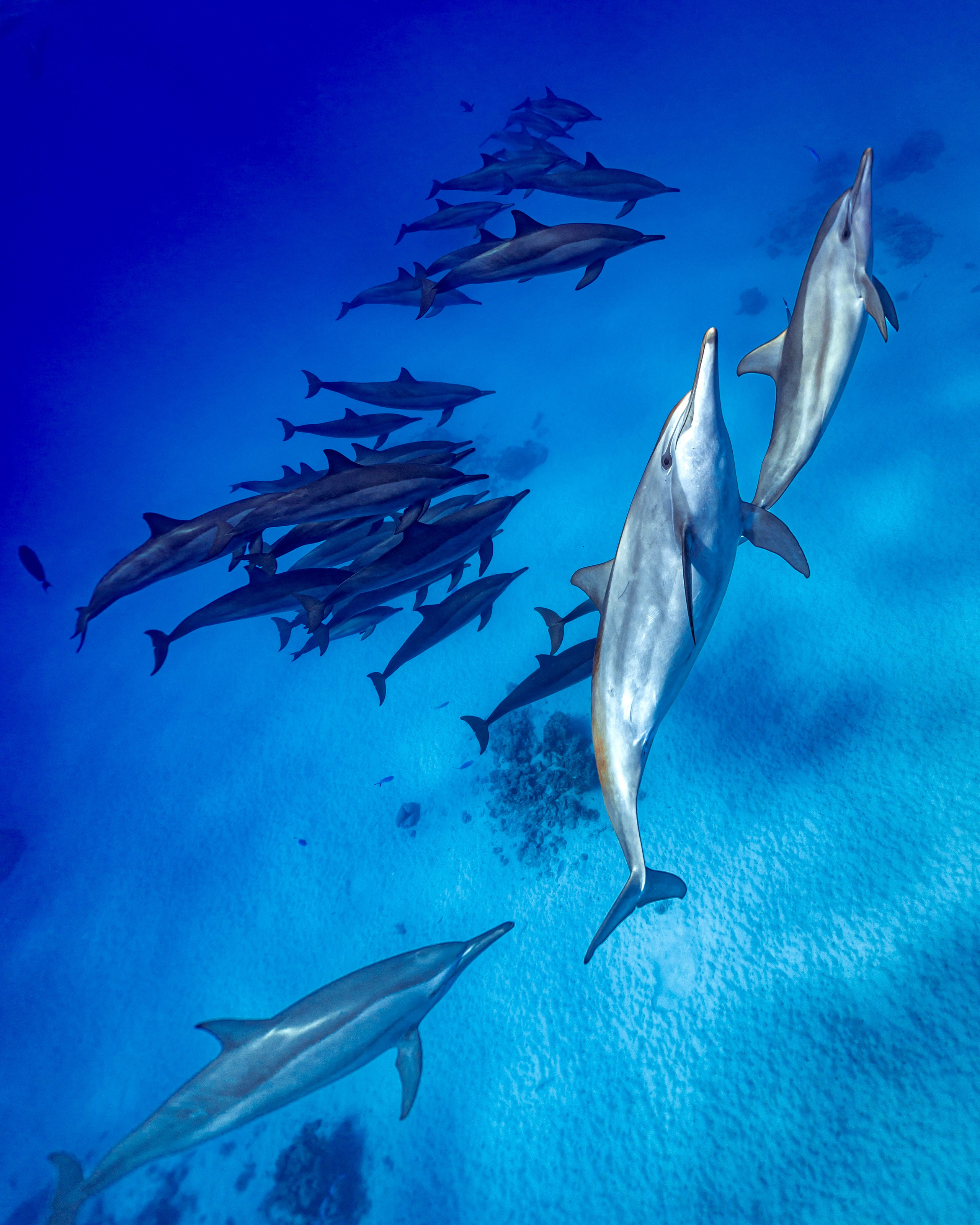 Дельфины. Подводный фотограф на Филиппинах Синицина Дарья