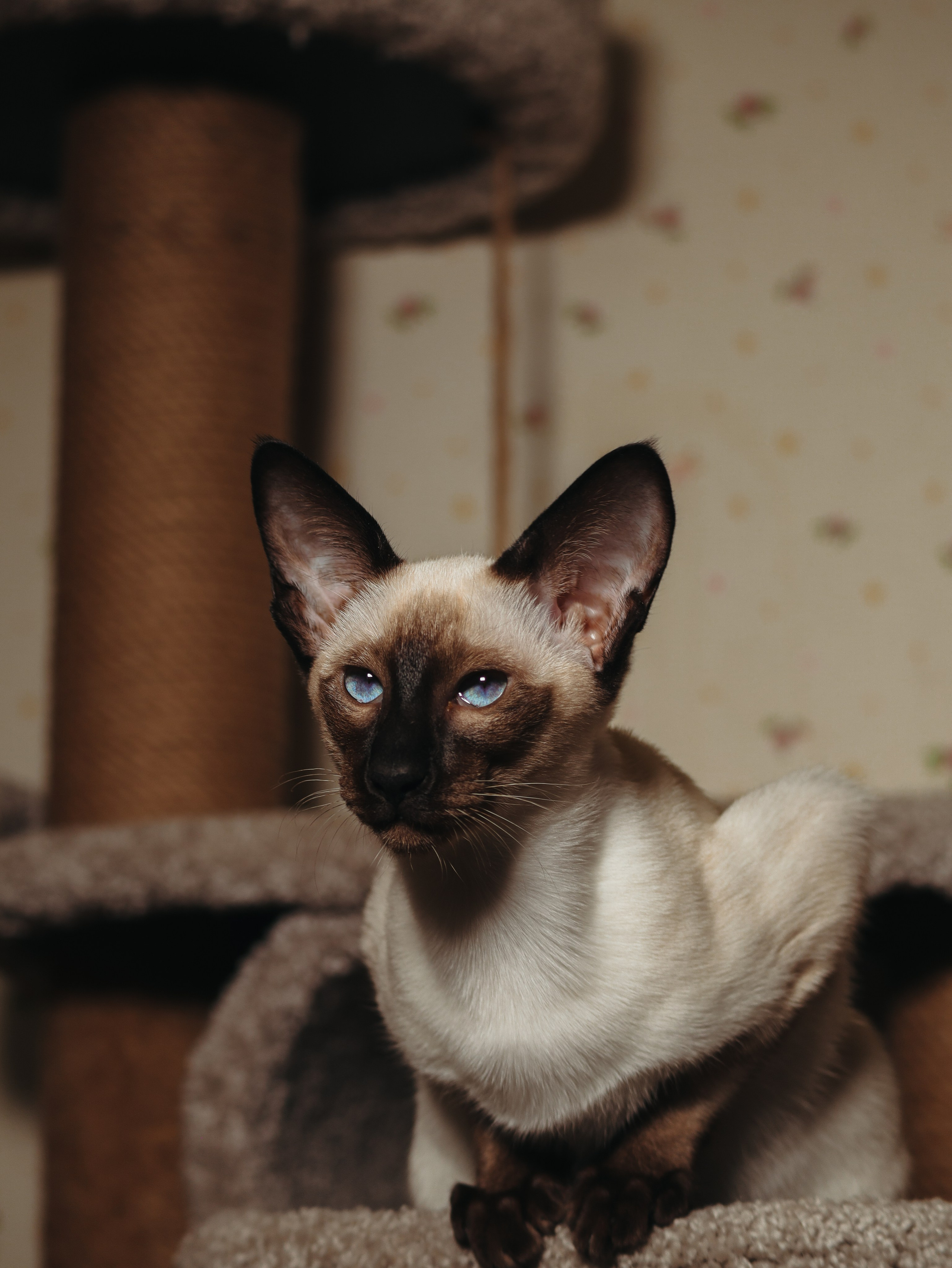 Питомцы. Кинематографичный фотограф, видеограф Лина Плешакова, Санкт-Петербург