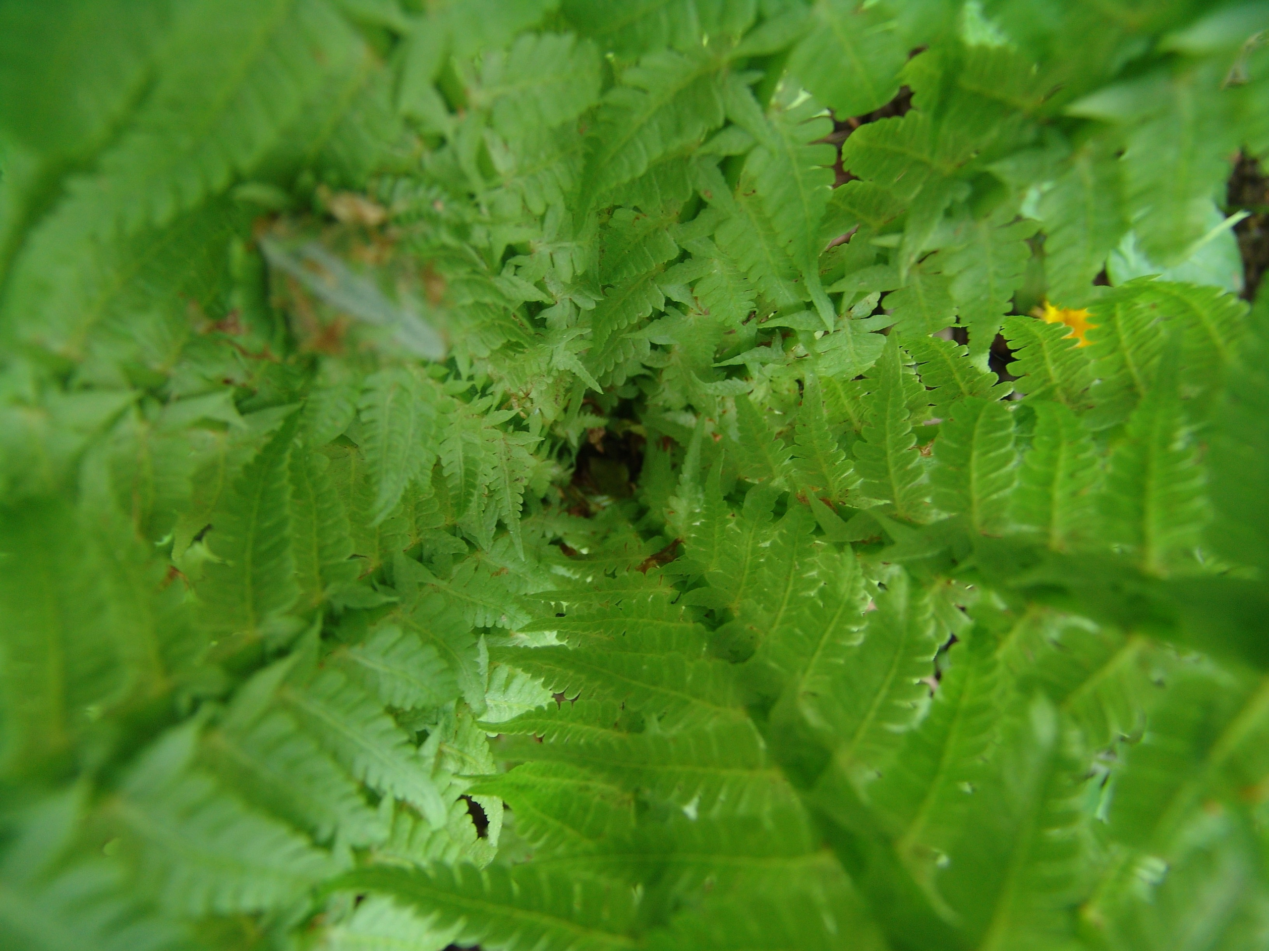 Приезд КС 2005. Заставка