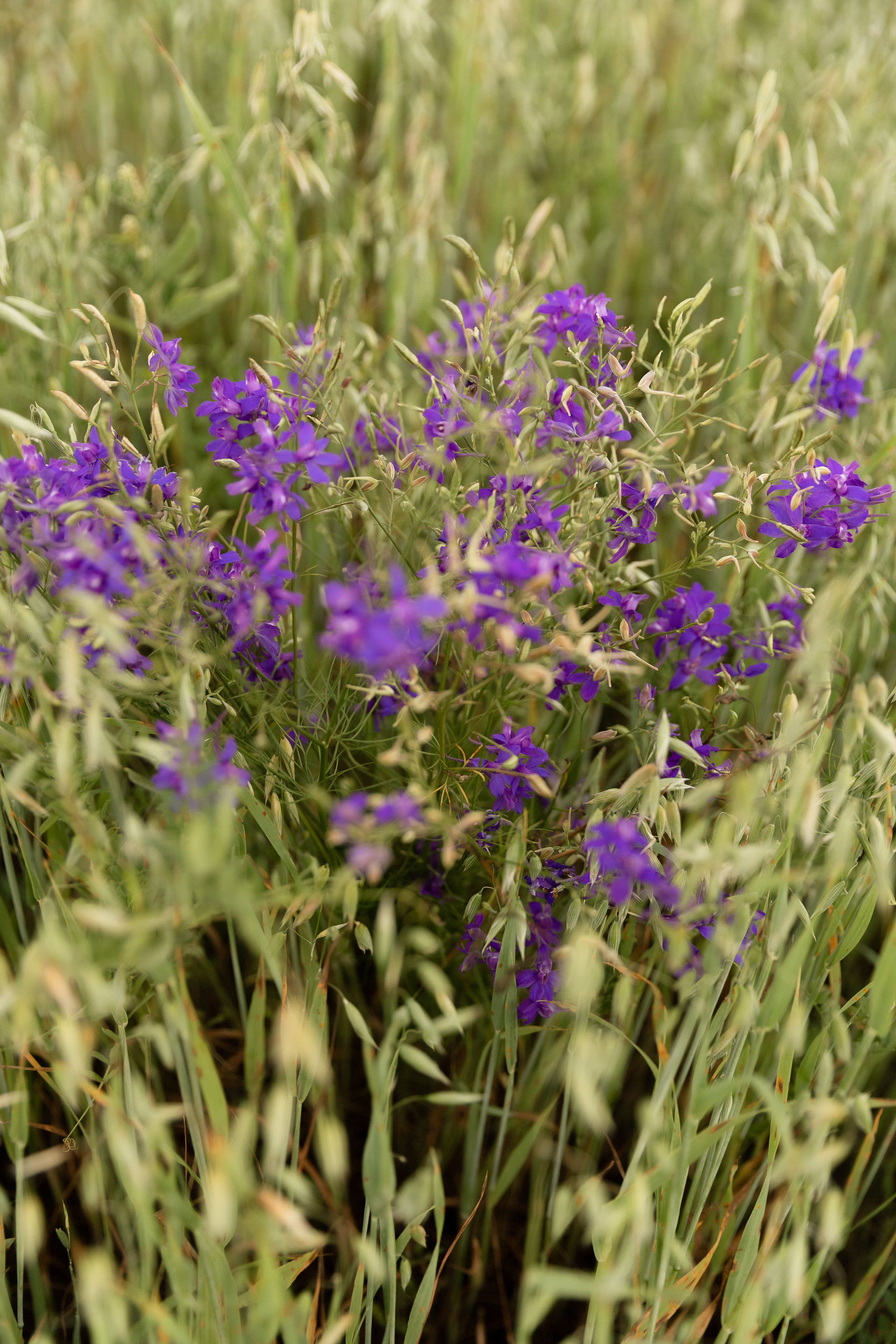 Евгения. Свадебный и семейный фотограф Егорова Юлия