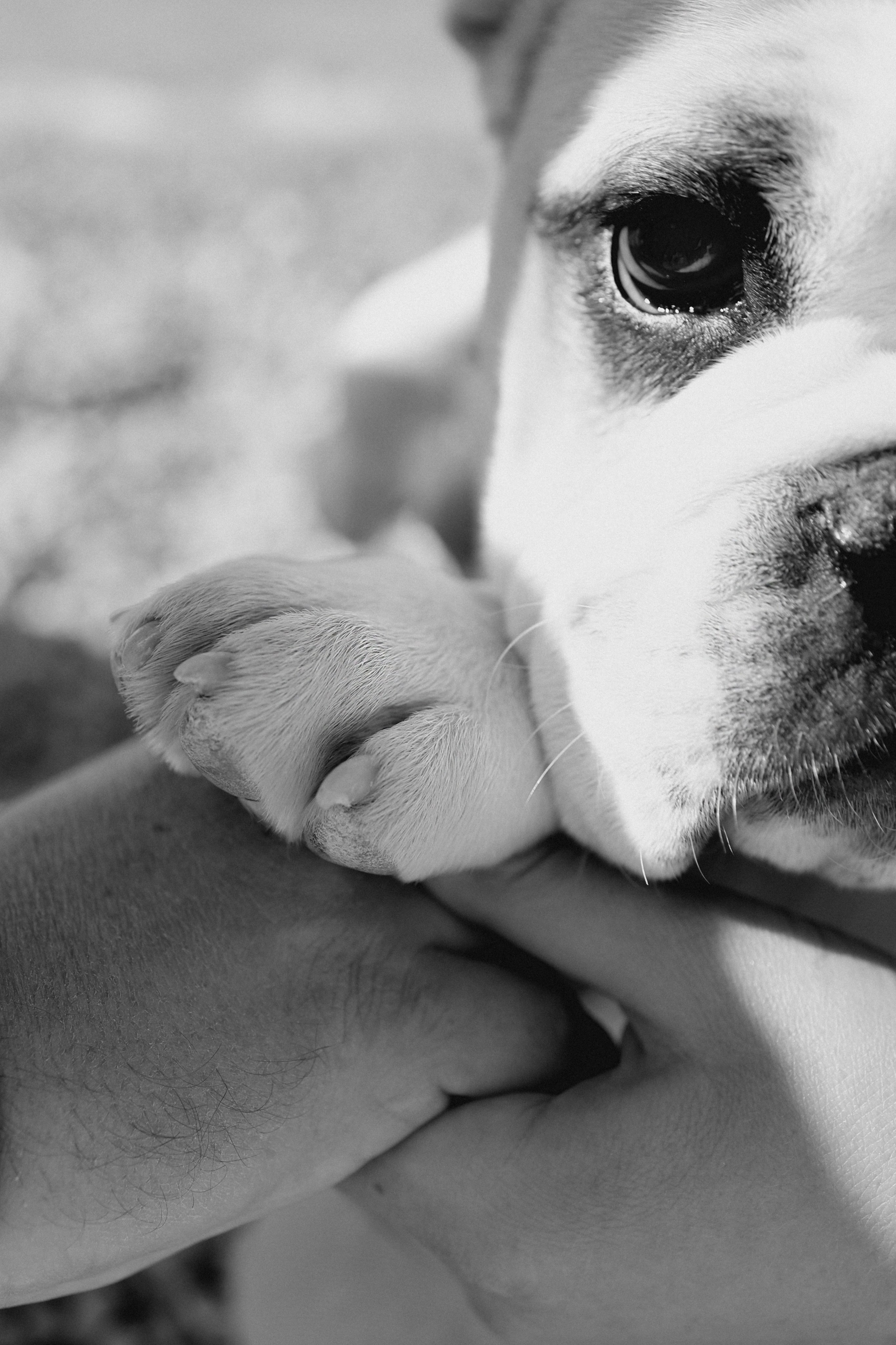 Новый член семьи. Withlovent | Фотограф в Севастополе