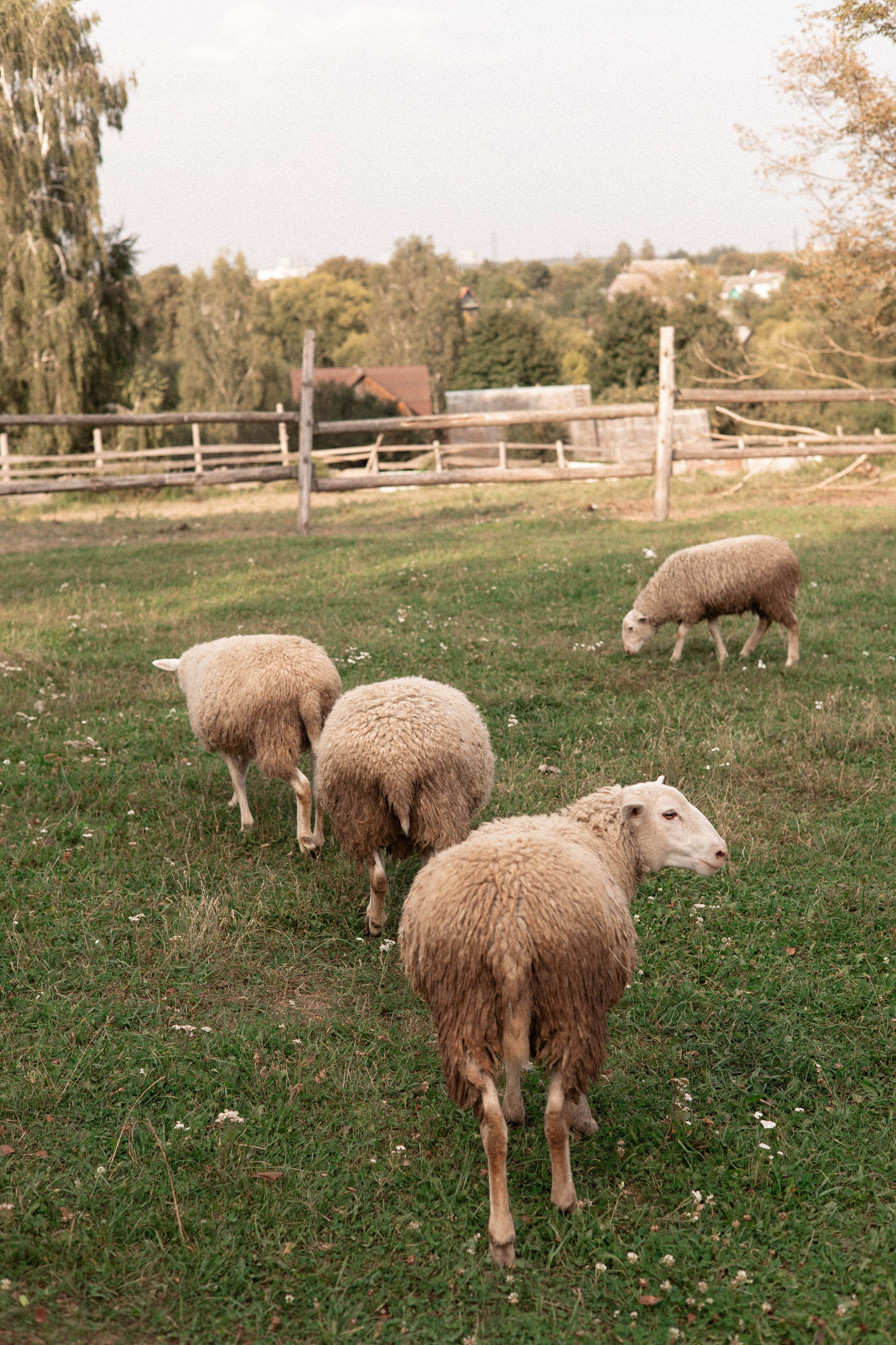 Давид, Настя и Дима. Свадебный и портретный фотограф Соломко Диана
