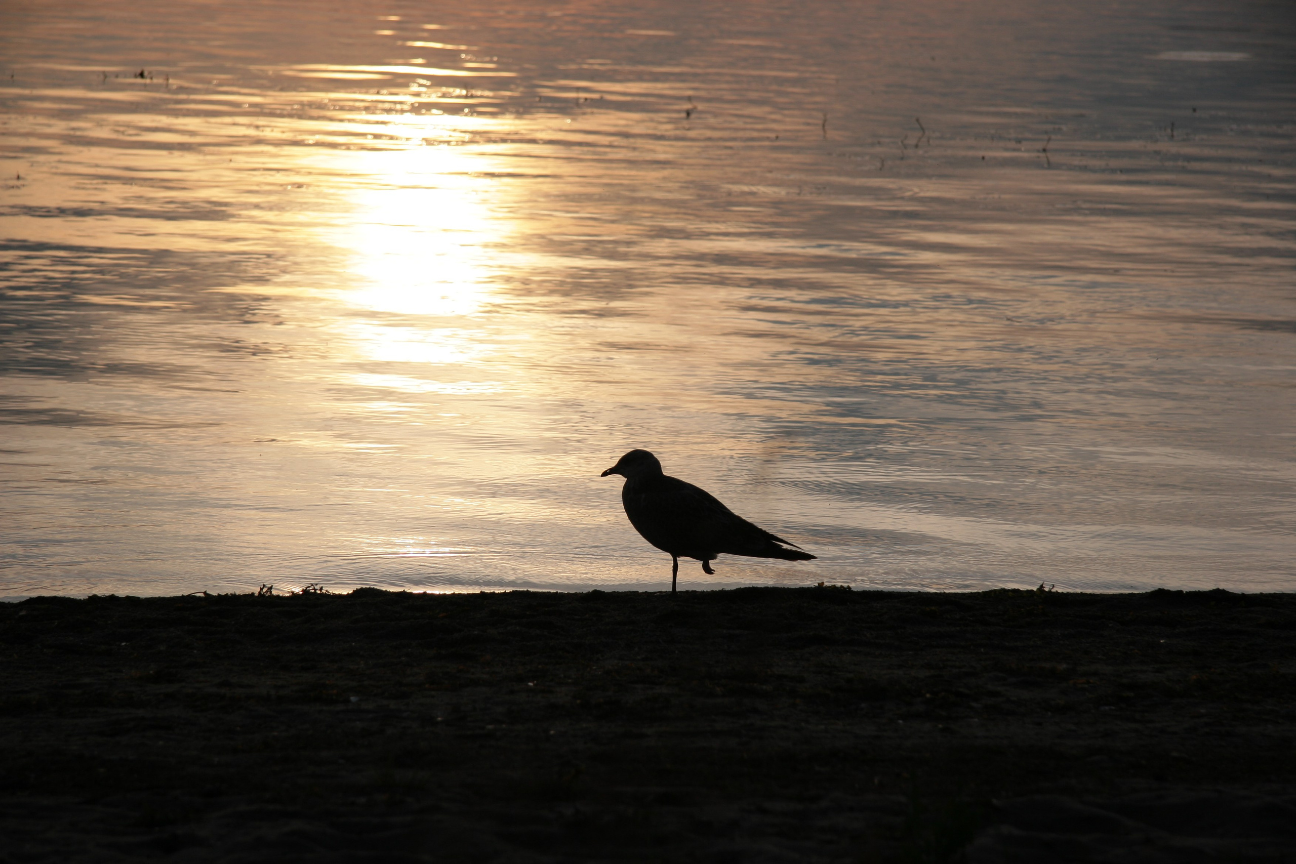 Фото Природы Забайкалья. Студия Максима Белослюдцева