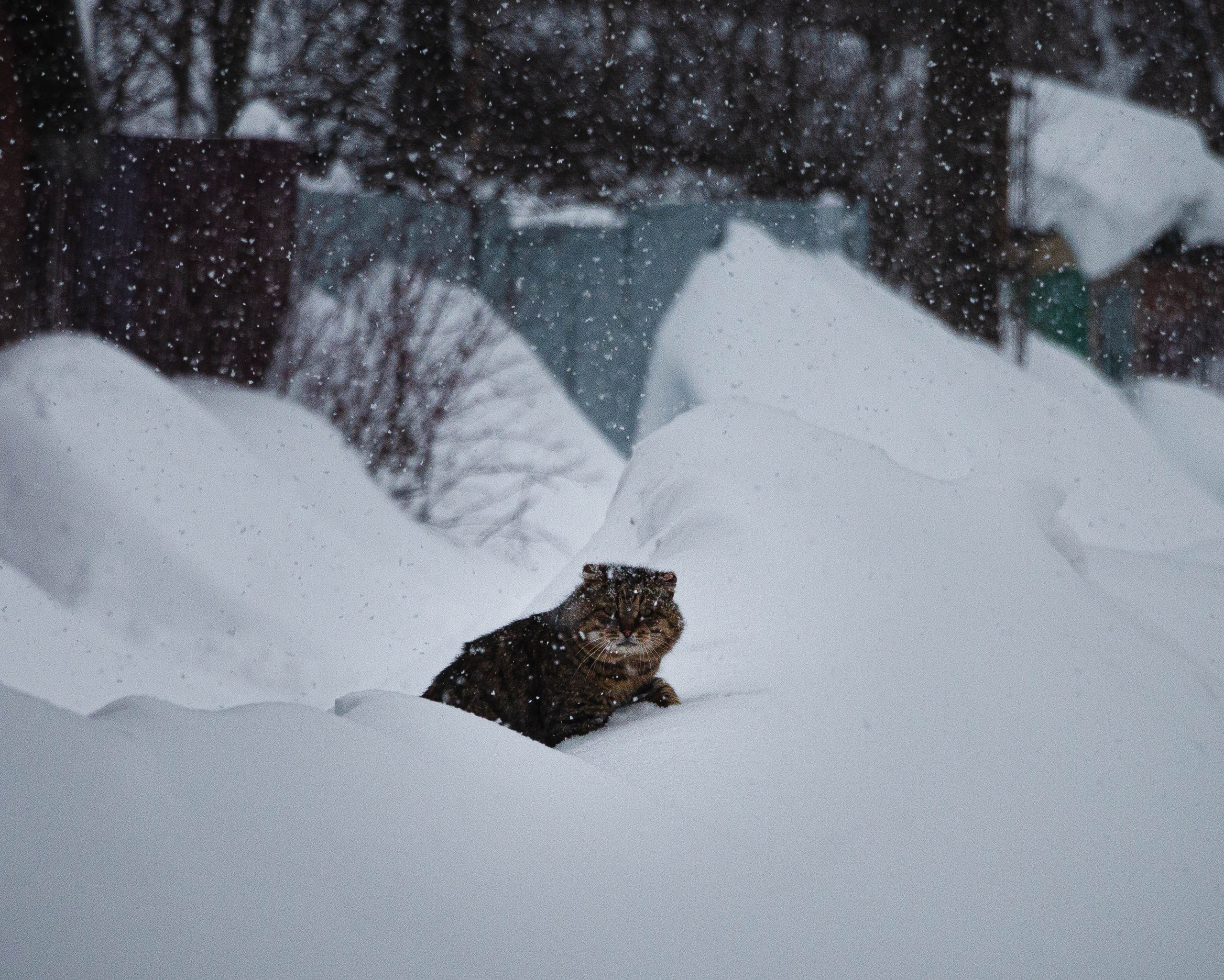 Котик бегает по снежному сугробу