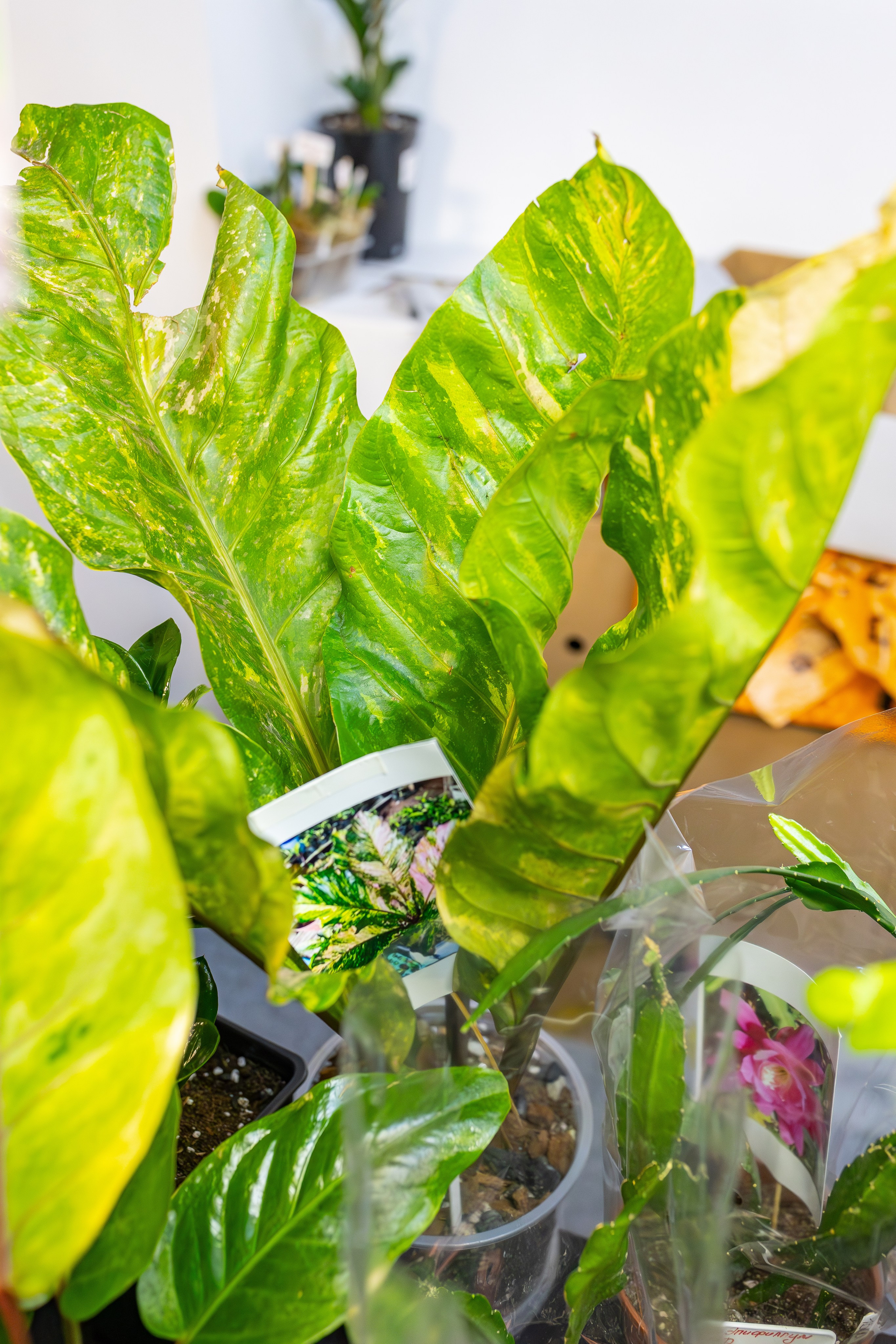 Монстериум апрель 2026. Александра Куликова фотограф, Москва