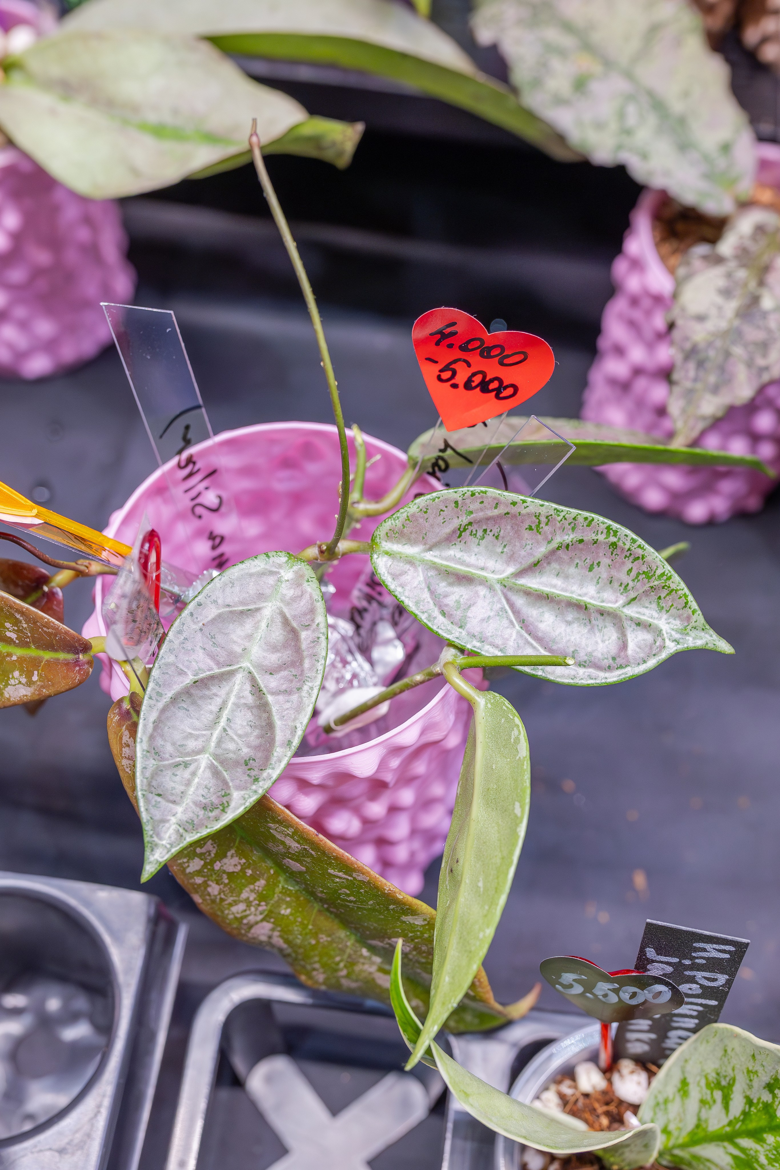 Монстериум апрель 2026. Александра Куликова фотограф, Москва