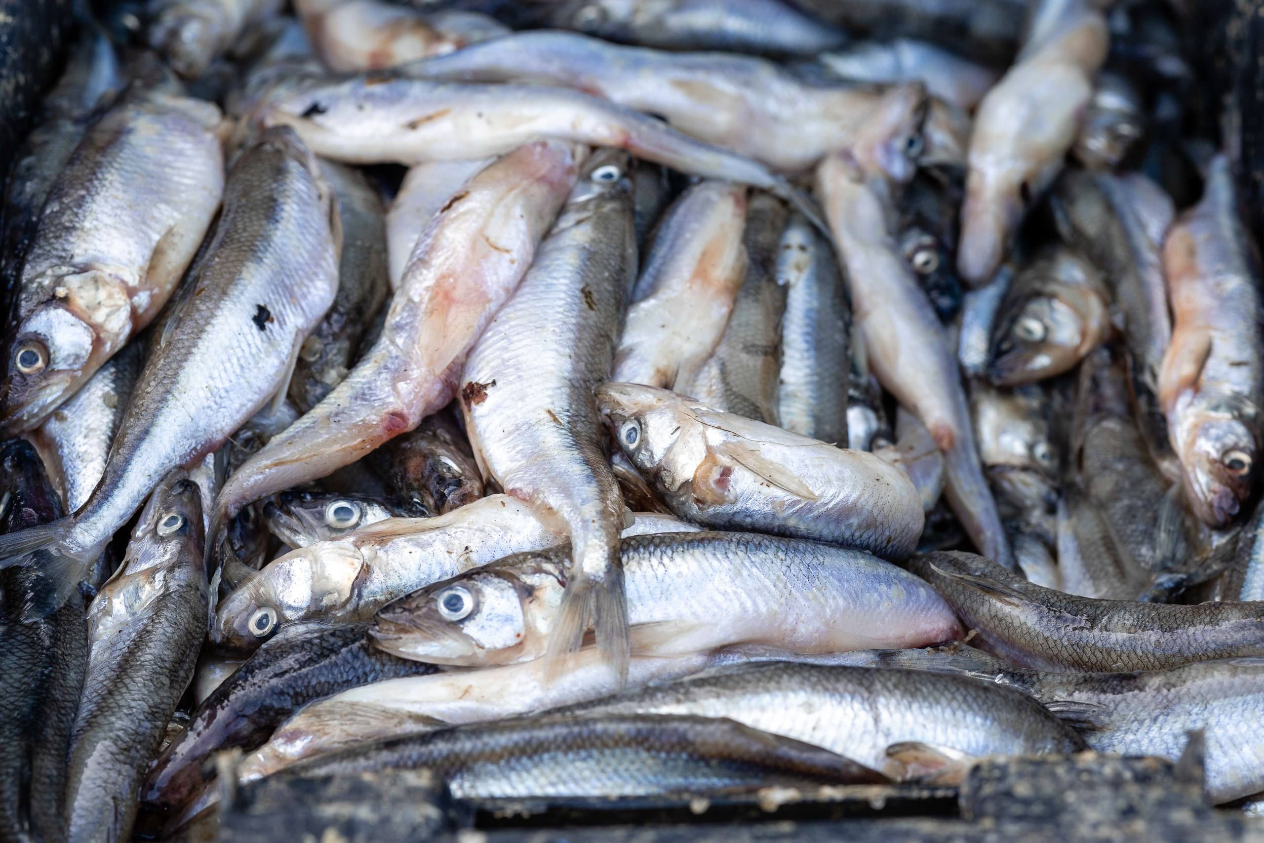 Фестиваль корюшки в Санкт-Петербурге. Фотограф в Санкт-Петербурге — Сергей Петров