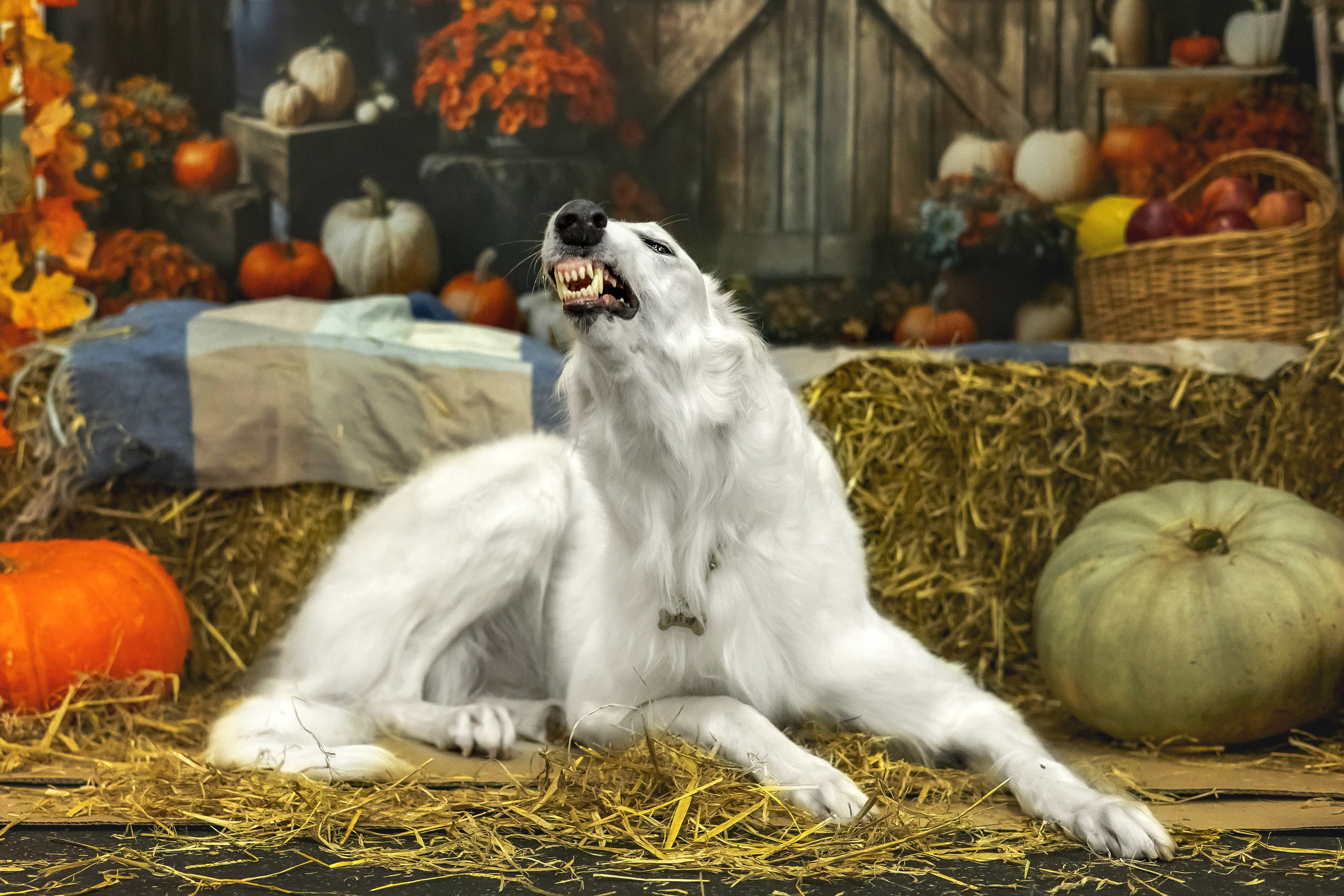 Слава и Ольга. Https://moshkovaphoto.ru/