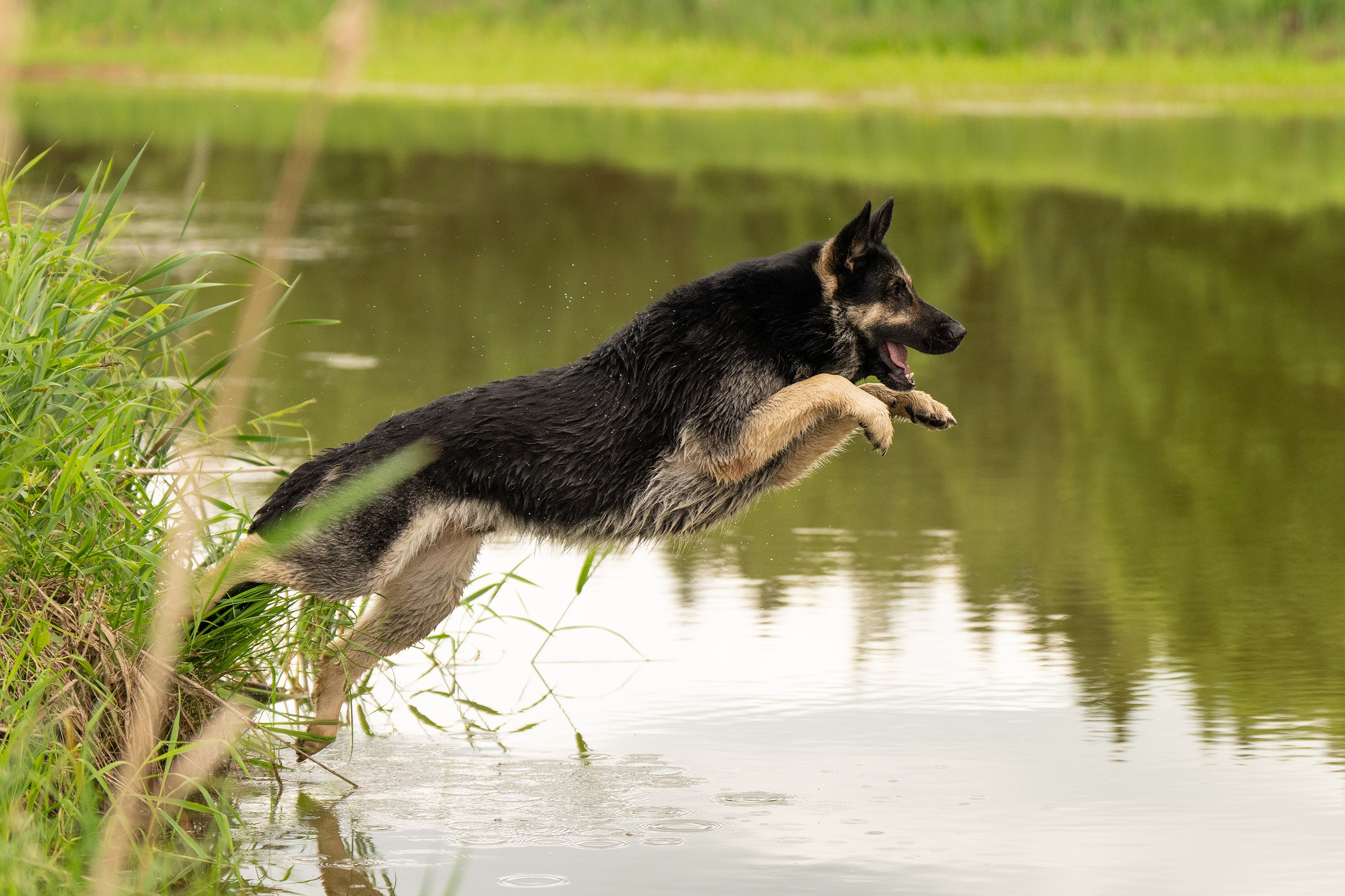 Фотограф анималист в Сочи — профессиональная съемка домашних животных. Профессиональная фотосъемка в Сочи: репортаж, предметная, ювелирная фотосъемка, недвижимость, фуд-фотография. Фотограф Александр Афанасьев