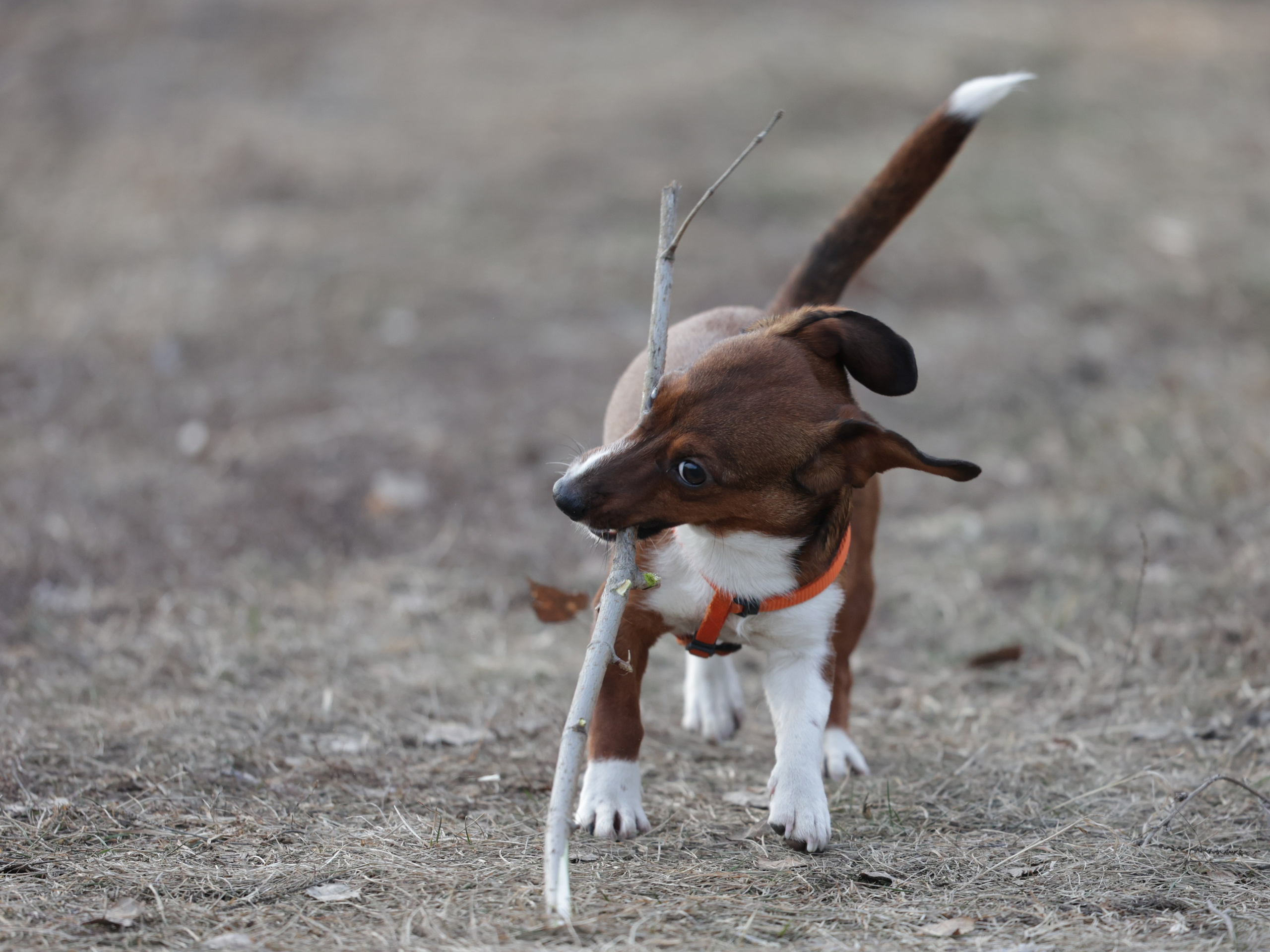 Мия. Фотограф для маркетплейсов, фотоуслуги в Жуковском Татьяна Марсуверских