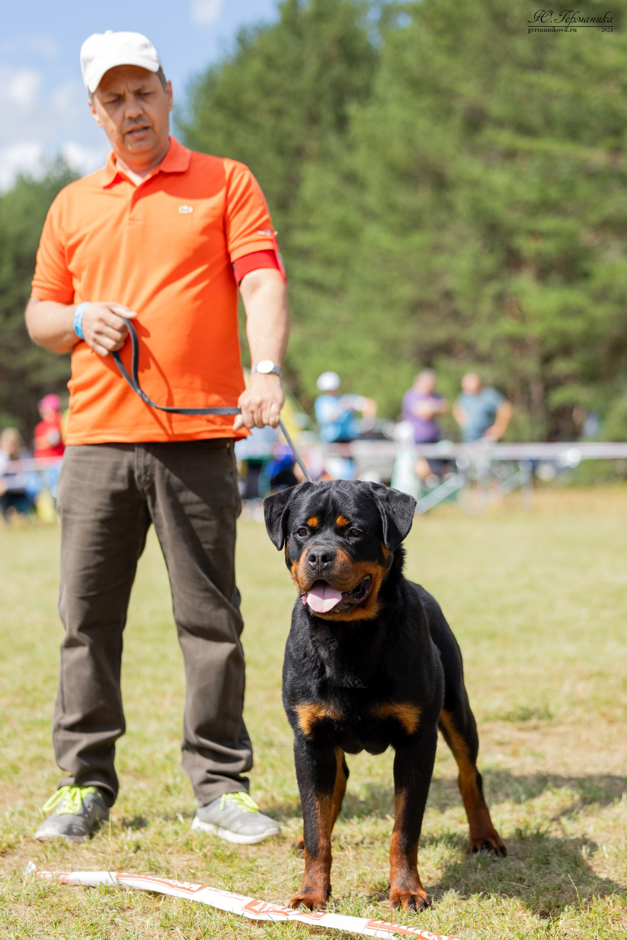 ПК и КЧК ротвейлеры Тверь 6-7.07.2024. Фотограф-анималист Юлия Германика