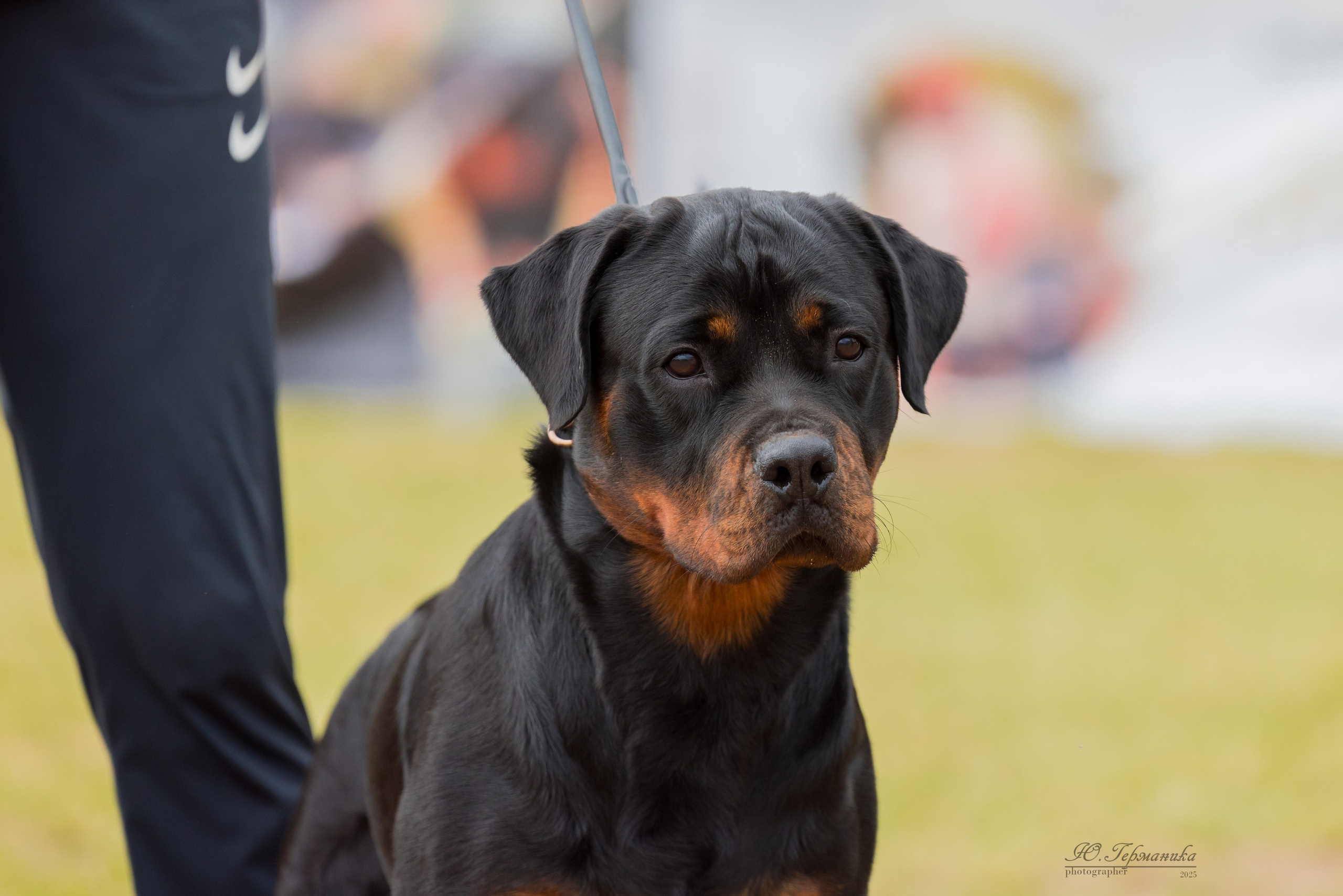 Тверь ротвейлеры 5-6.07.2025. Фотограф-анималист Юлия Германика