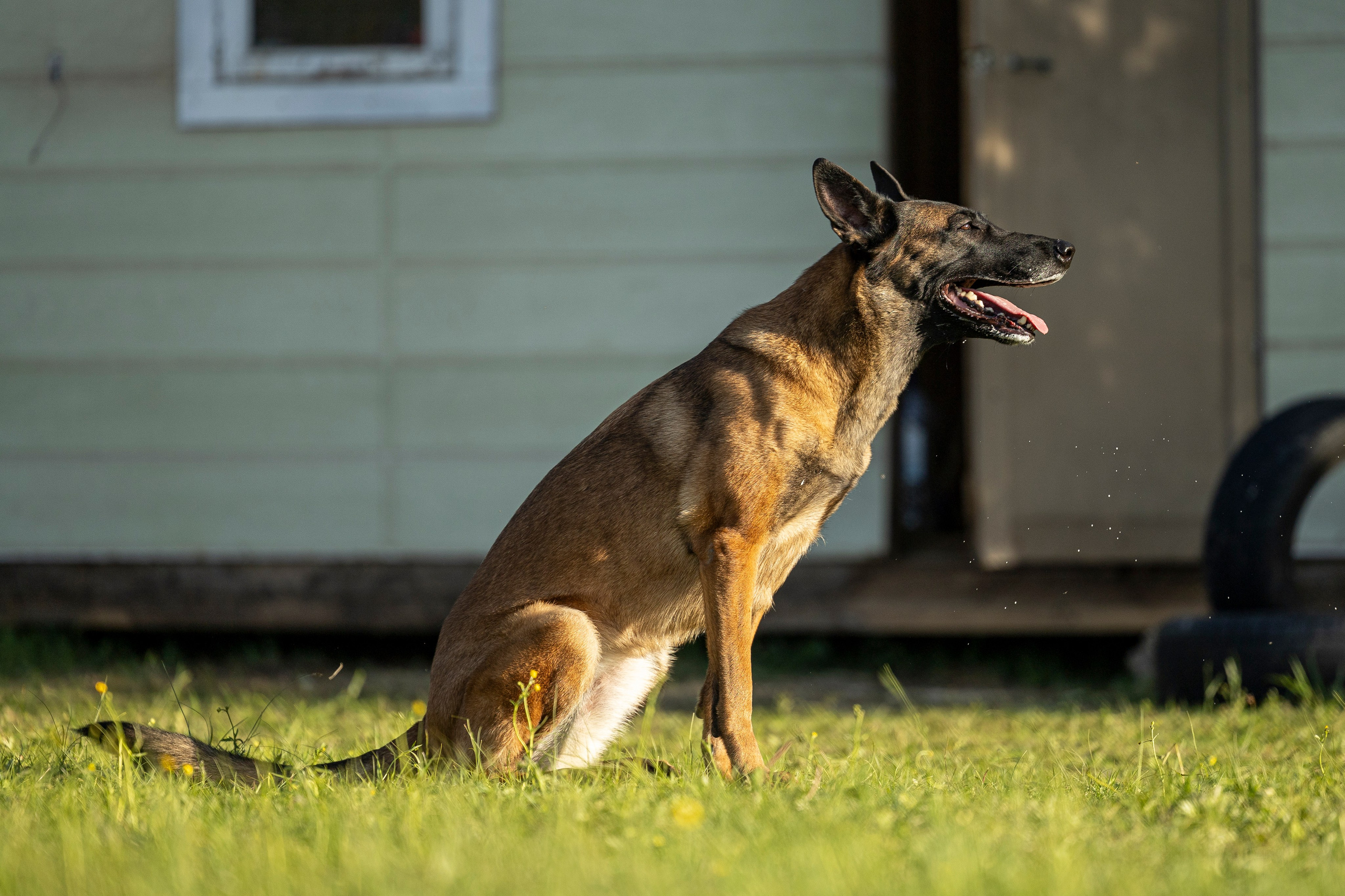 Испытания по мондьорингу в Нижнем Новгороде. Фотограф-анималист Анна Маринич