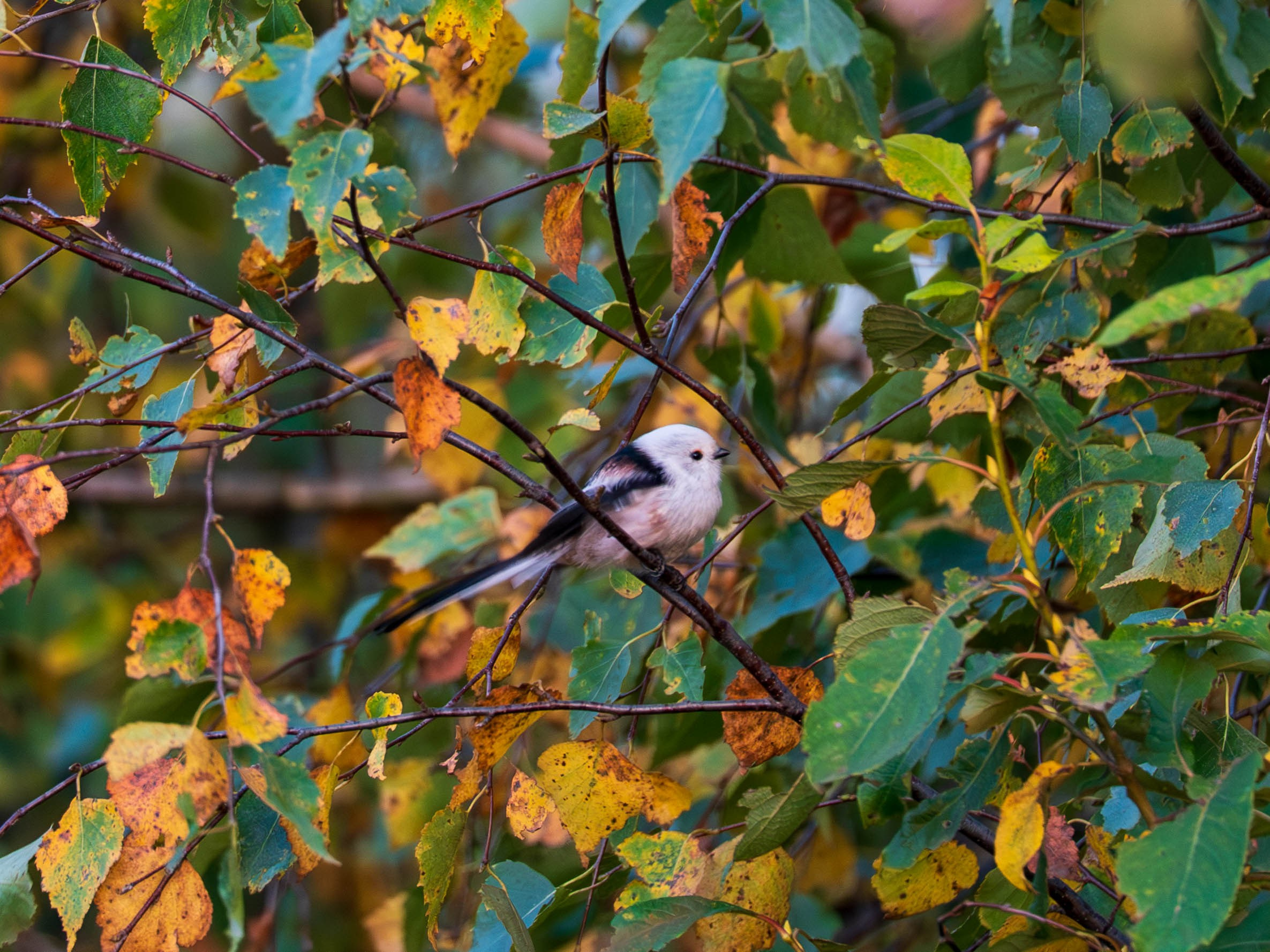 Живность разная. FM Media Сrew. Репортажные фото и видео