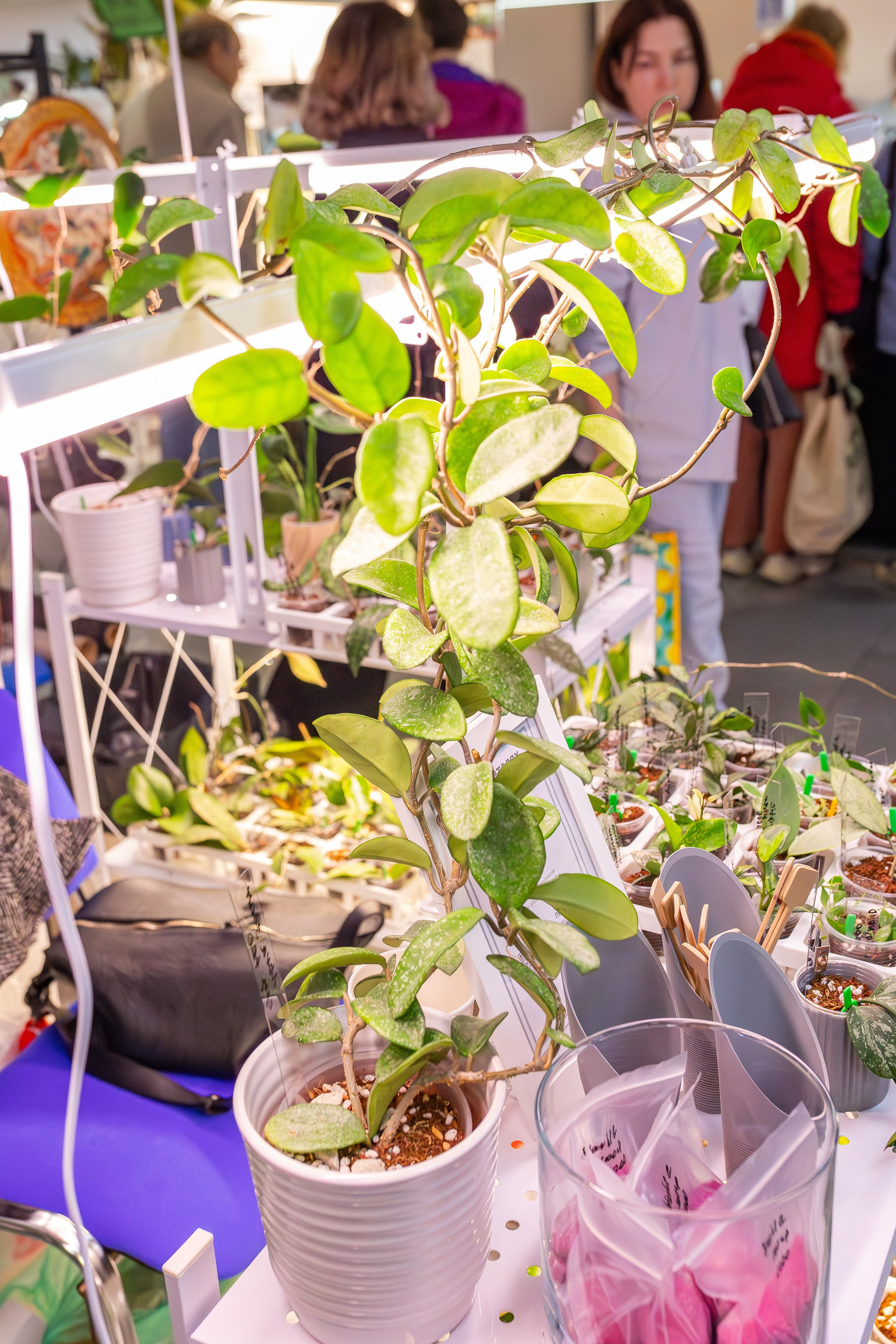 Монстериум апрель 2026. Александра Куликова фотограф, Москва