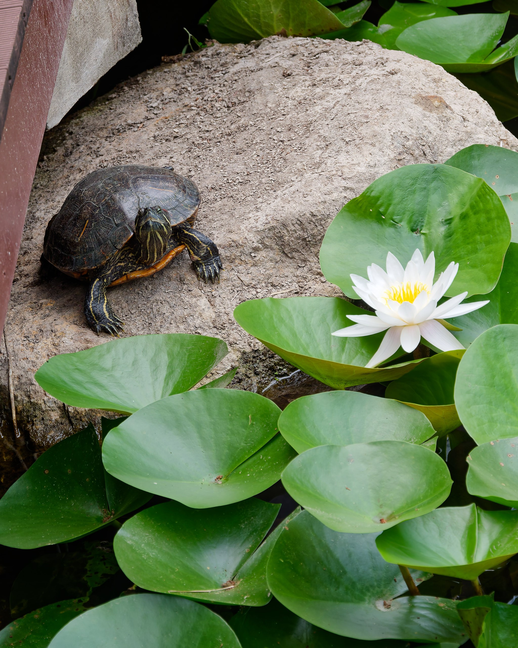 Хайнань 2026, флора, цветы и деревья. Фотопрогулки по Миру