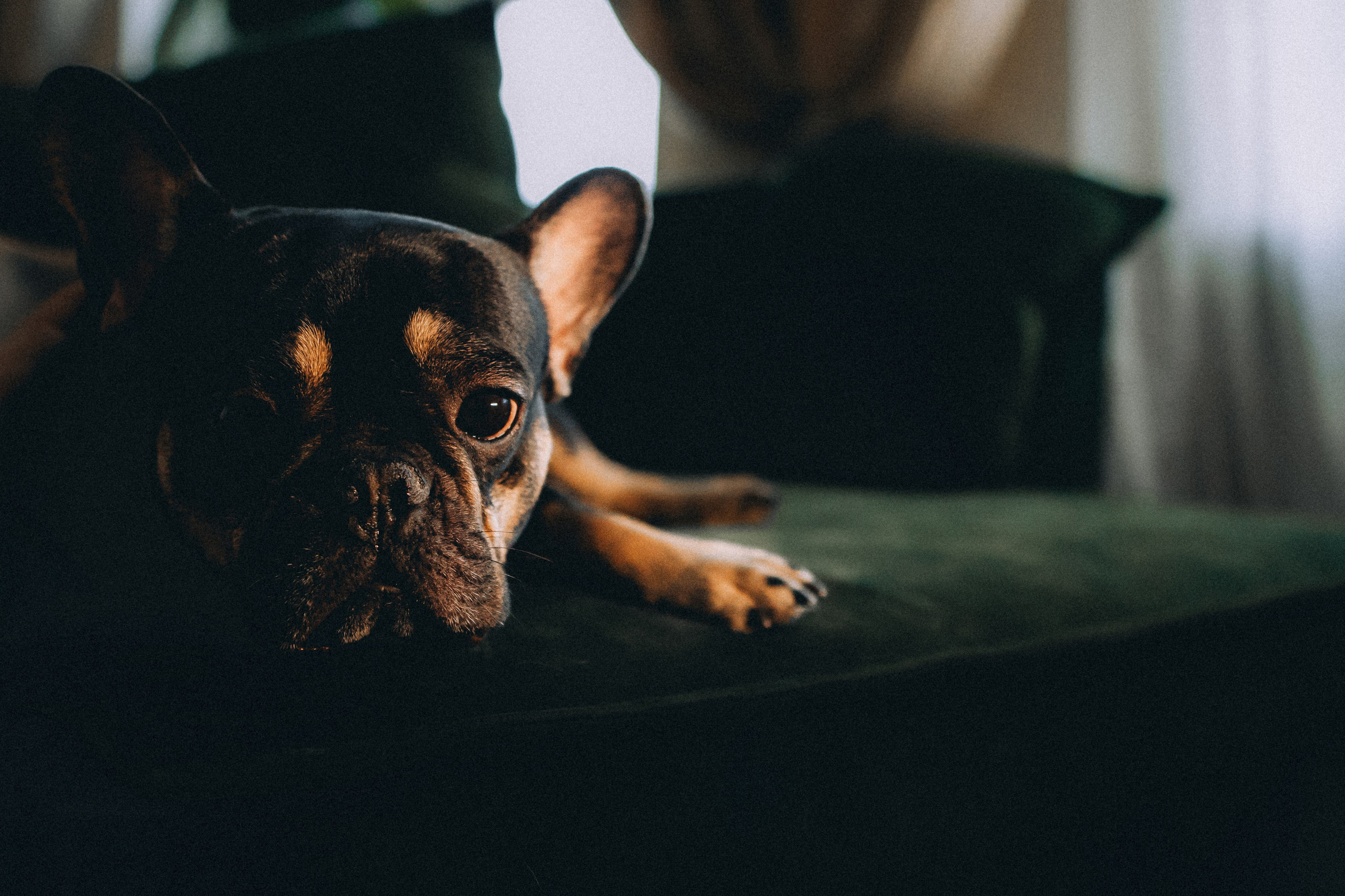 Юля, Мия и Зек