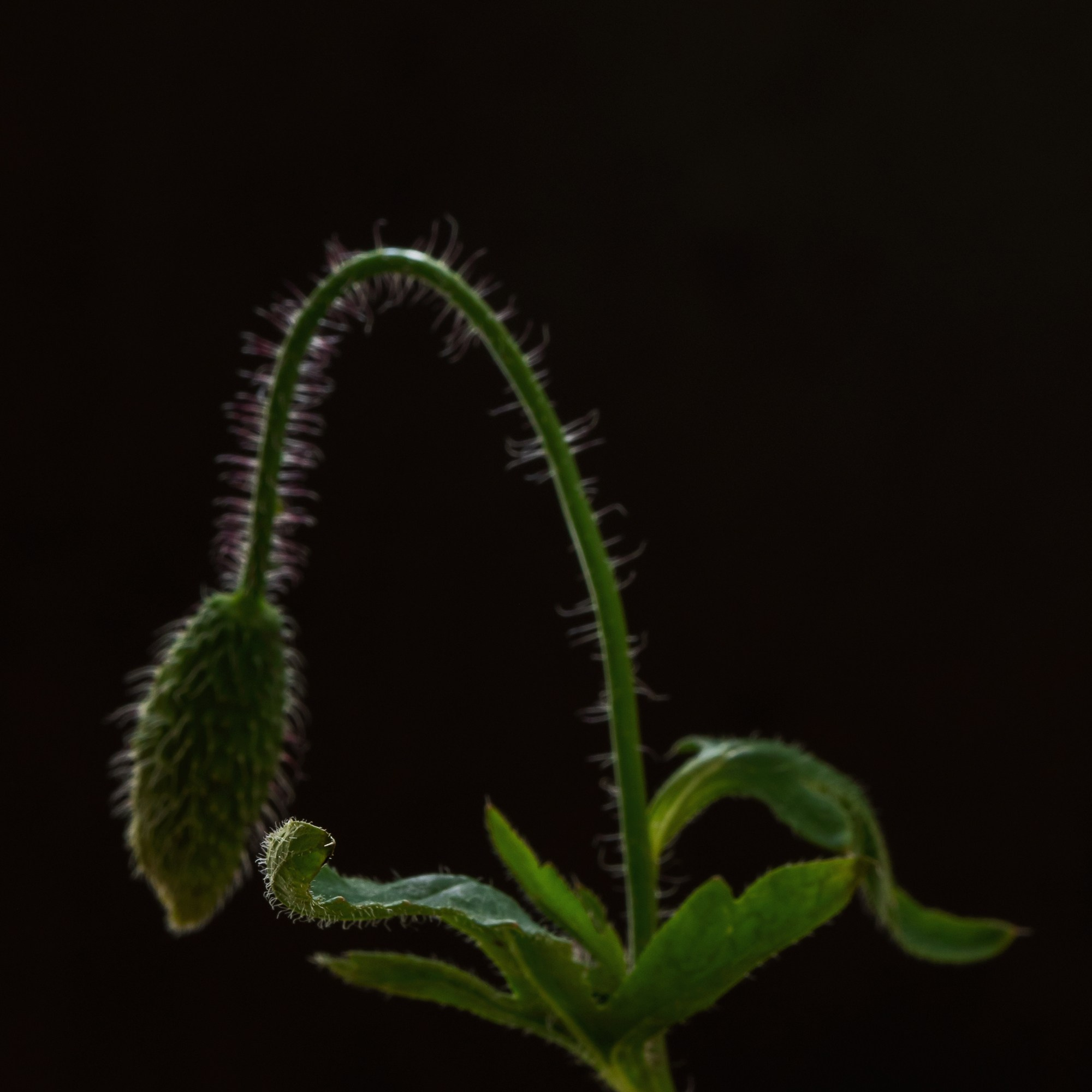 Flame. Author’s fine art prints with international delivery