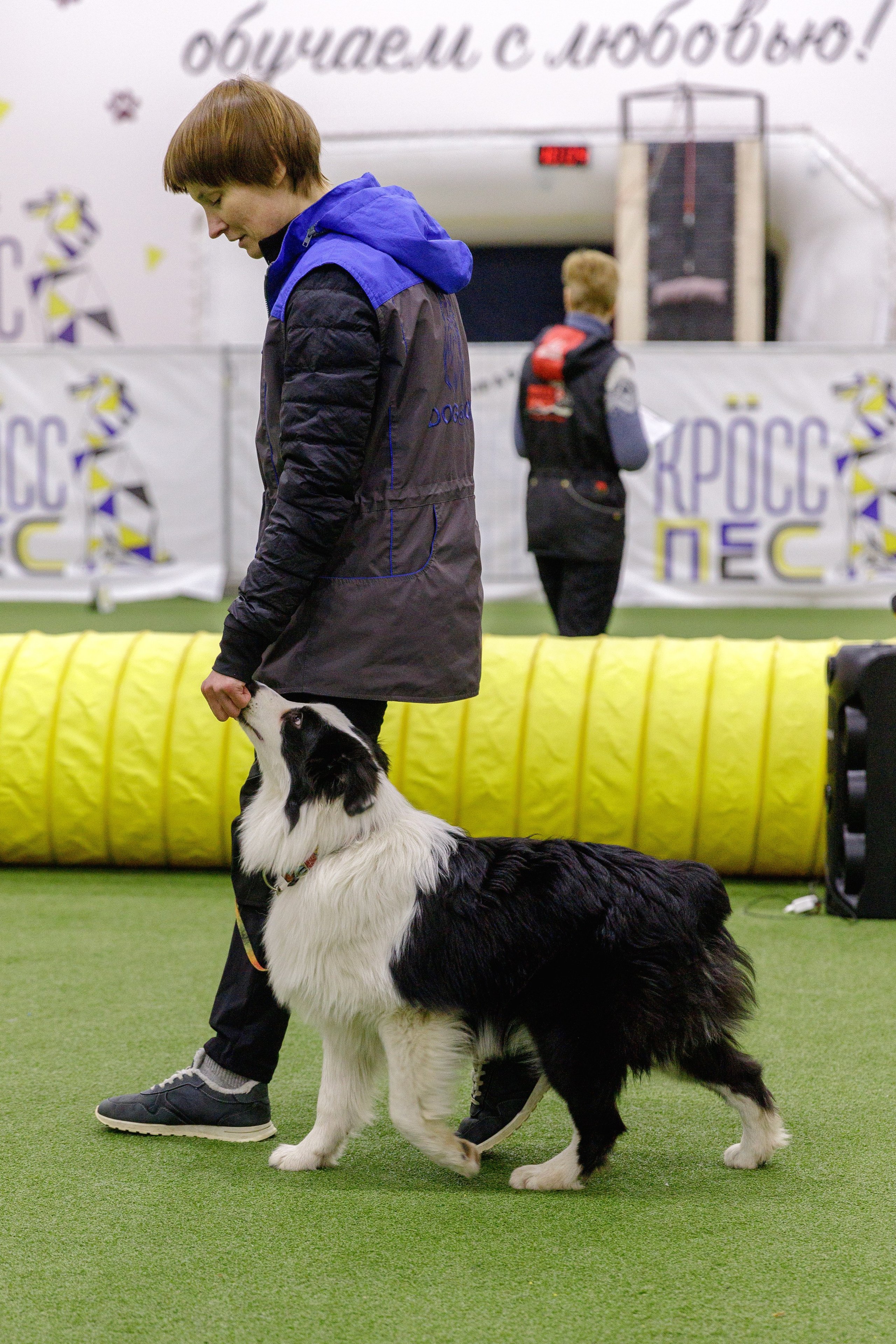 Карныш. BLGKV питомник собак