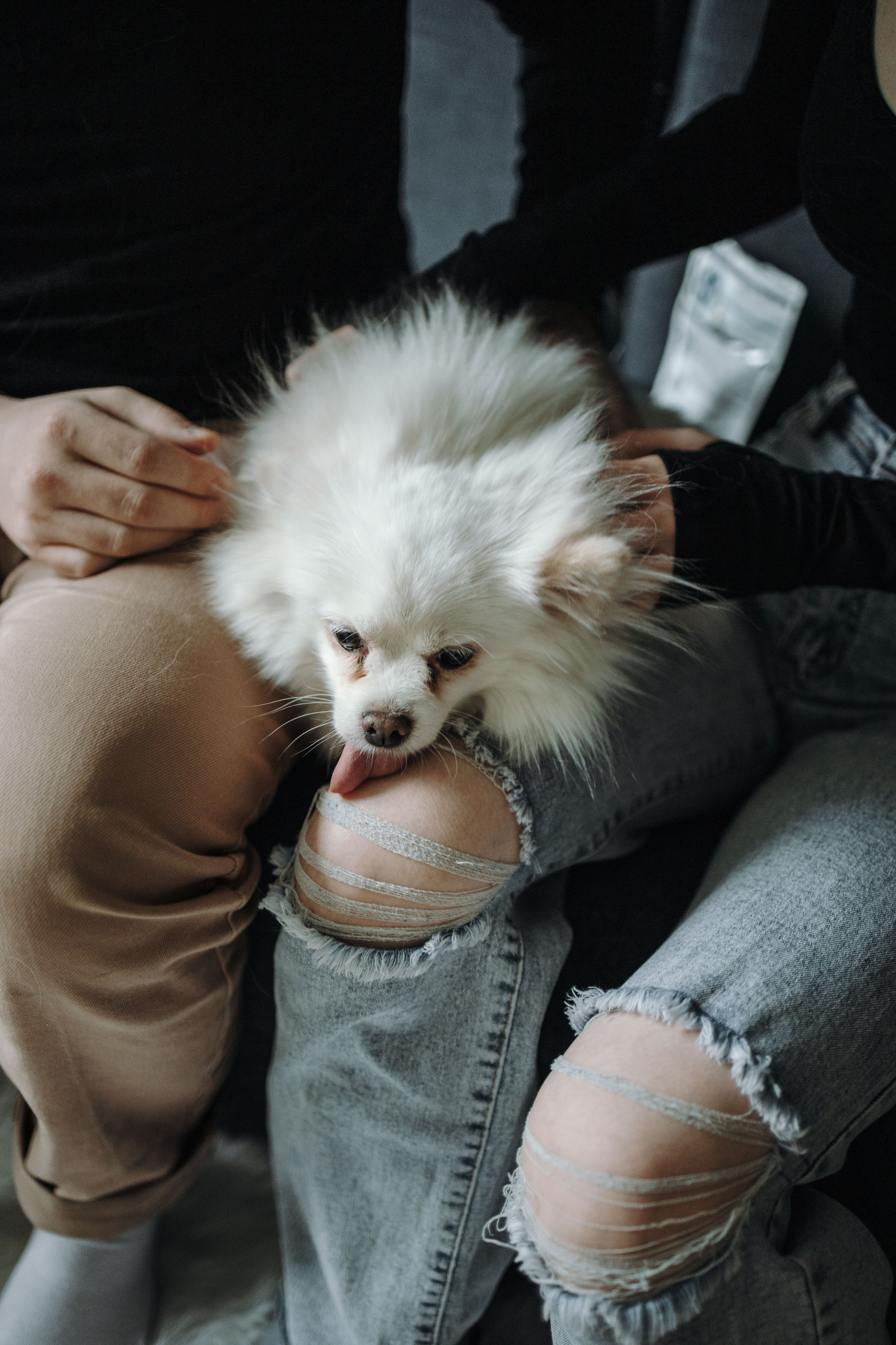 Шпиц Мася и ее семья