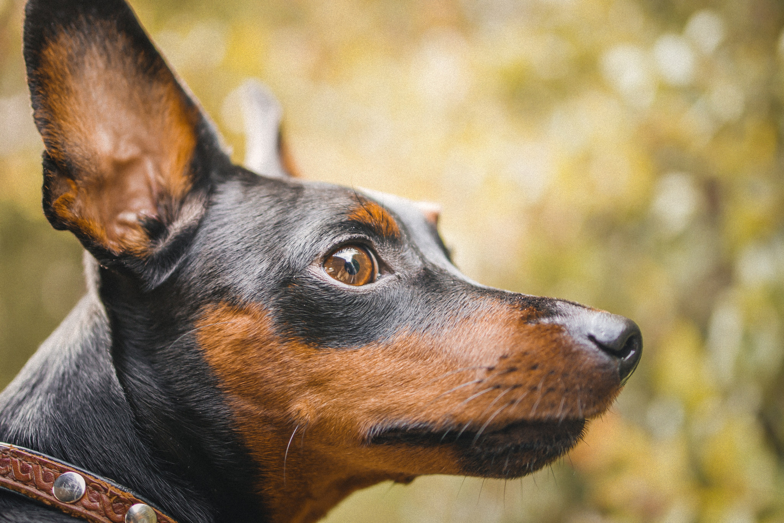 Животные. Художественная фотография