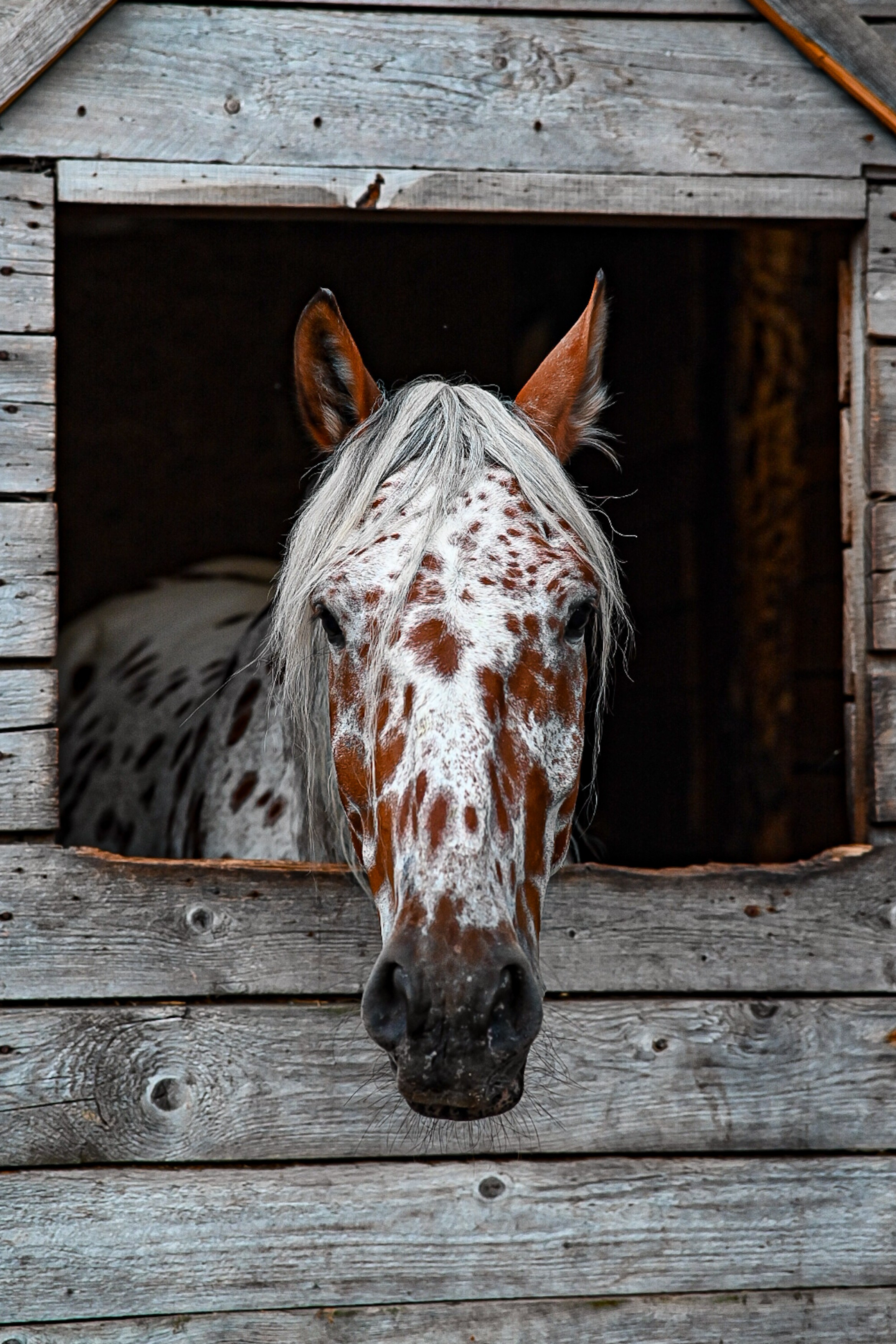 LifeStyle фотограф Анна Воробьёва Санкт-Петербург