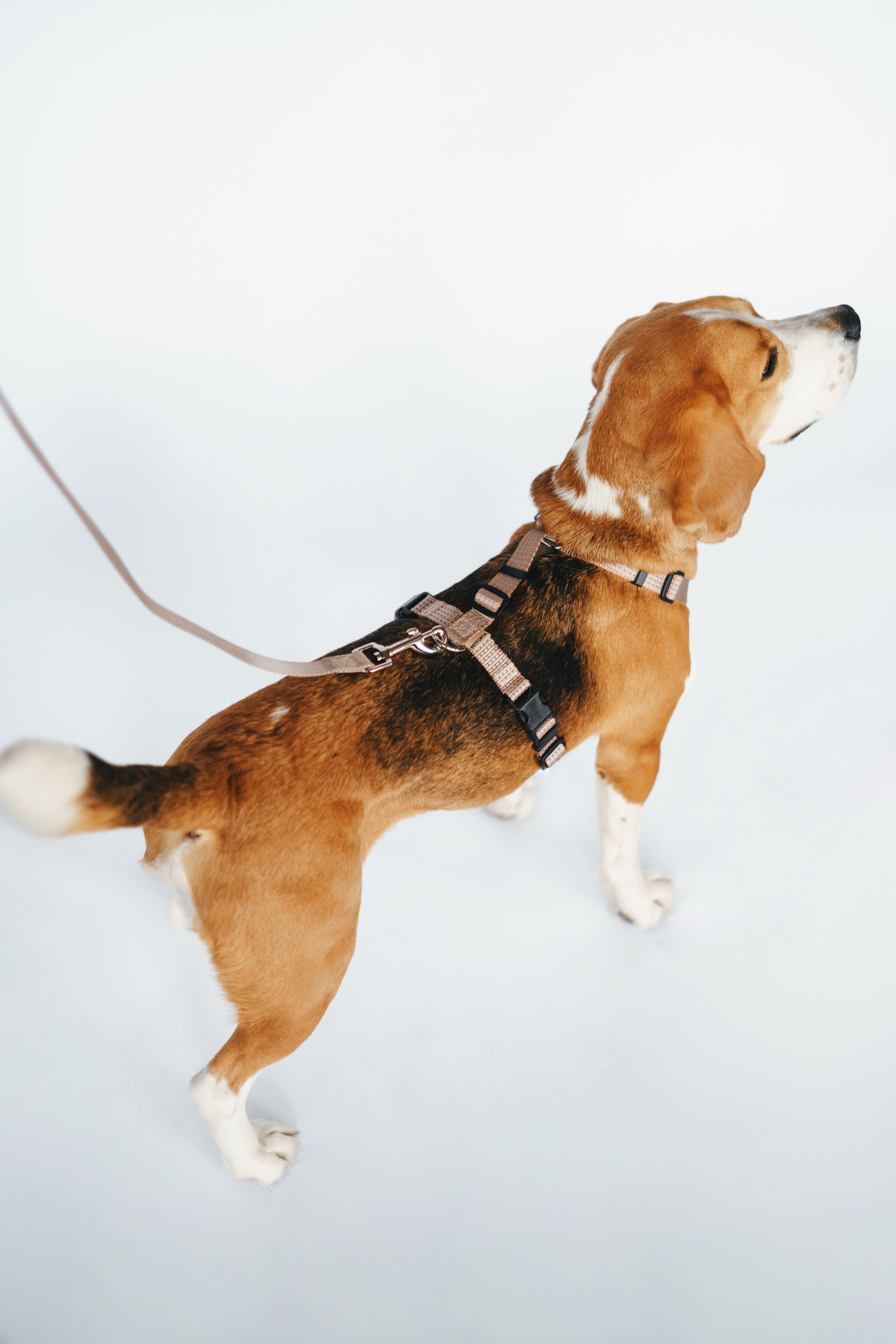 Шлейки Petforta. Фотограф анималист Осипчикова Мария