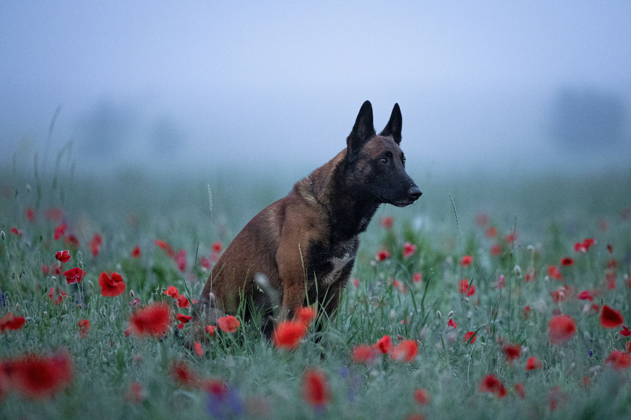 Маковое поле. Фотограф-анималист Анна Маринич