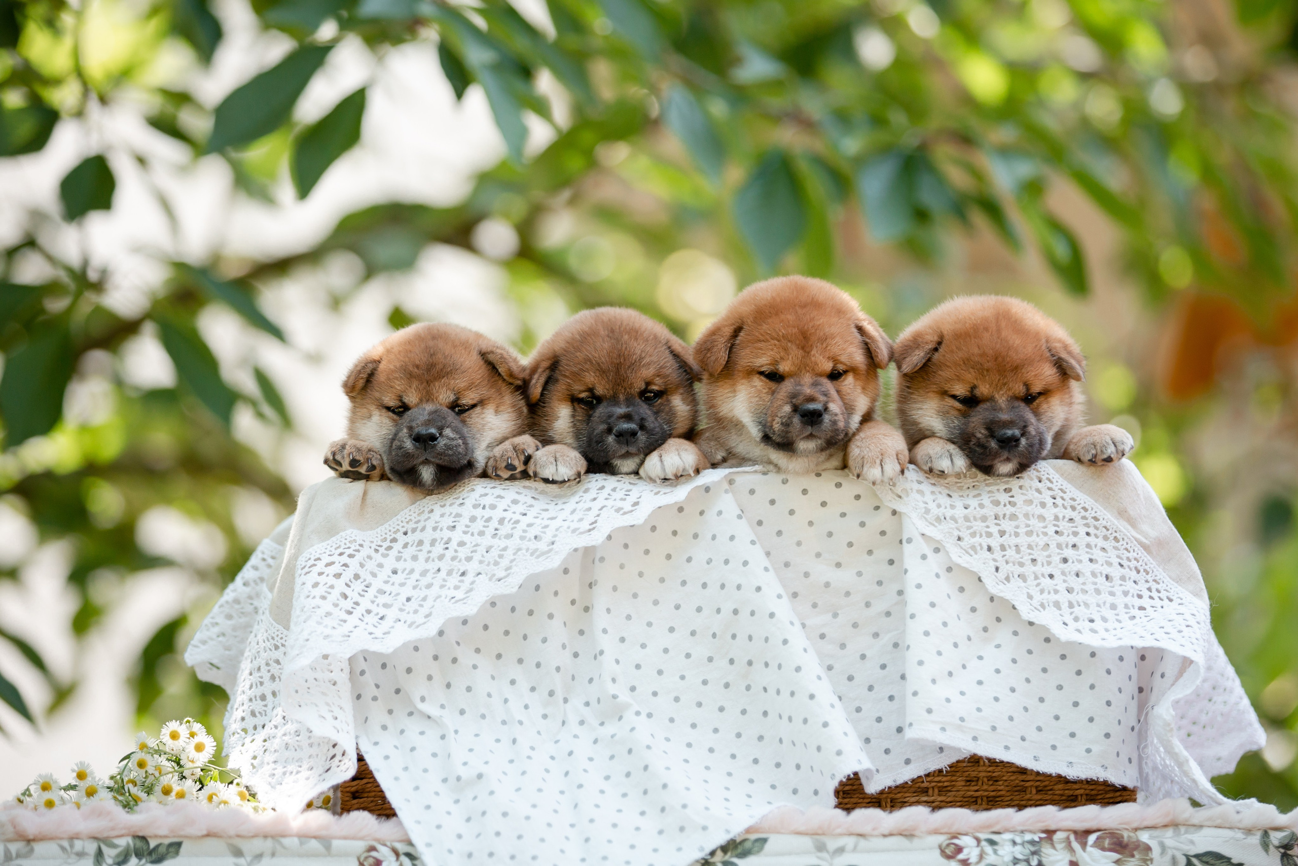 Фотосъёмка щенков. Фотограф-анималист в Краснодаре Маша Мельникова