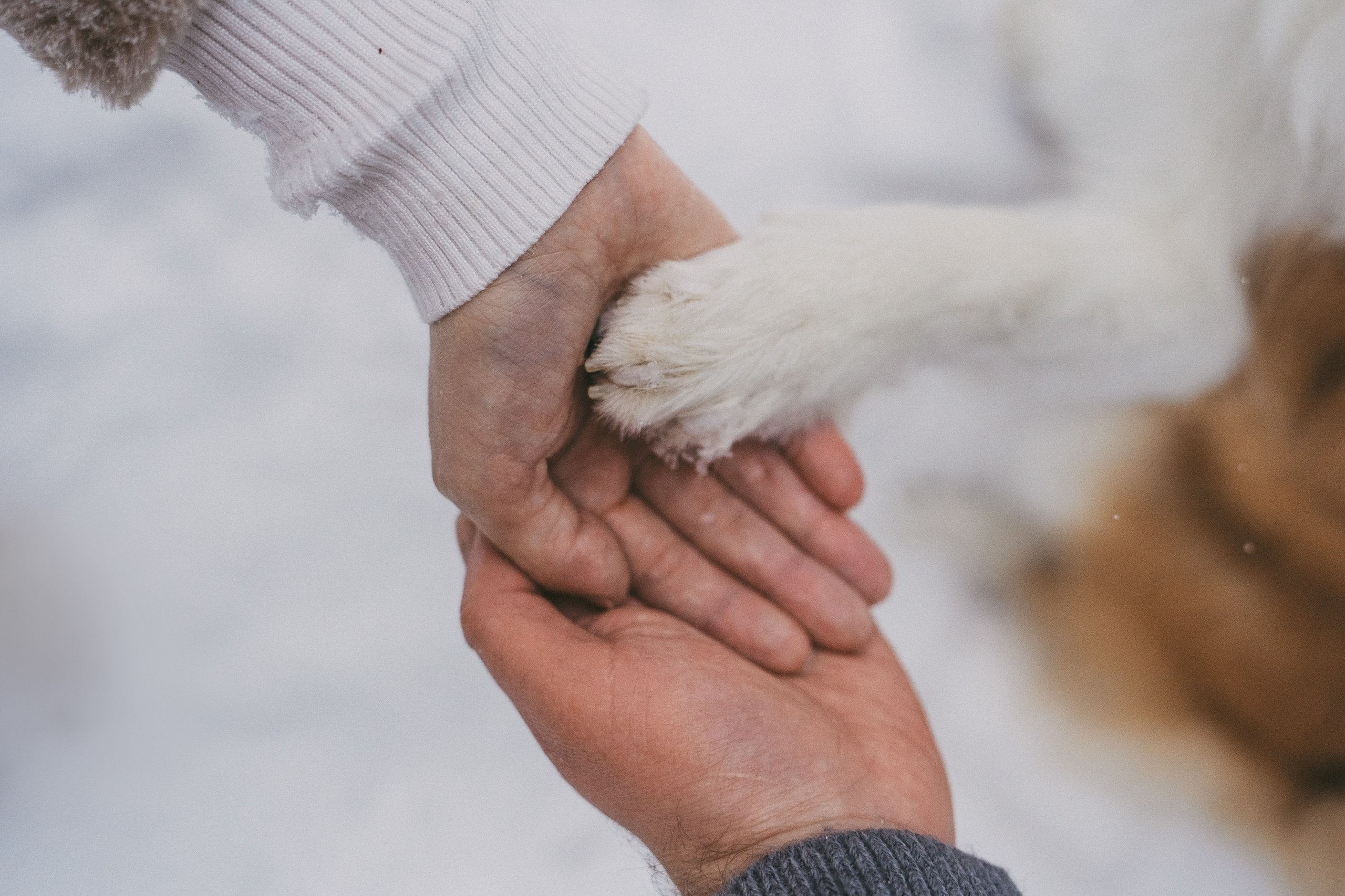 Катя, Анатолий и Елай. Фотограф анималист в Москве и Санкт-Петербурге Свиридова Анна