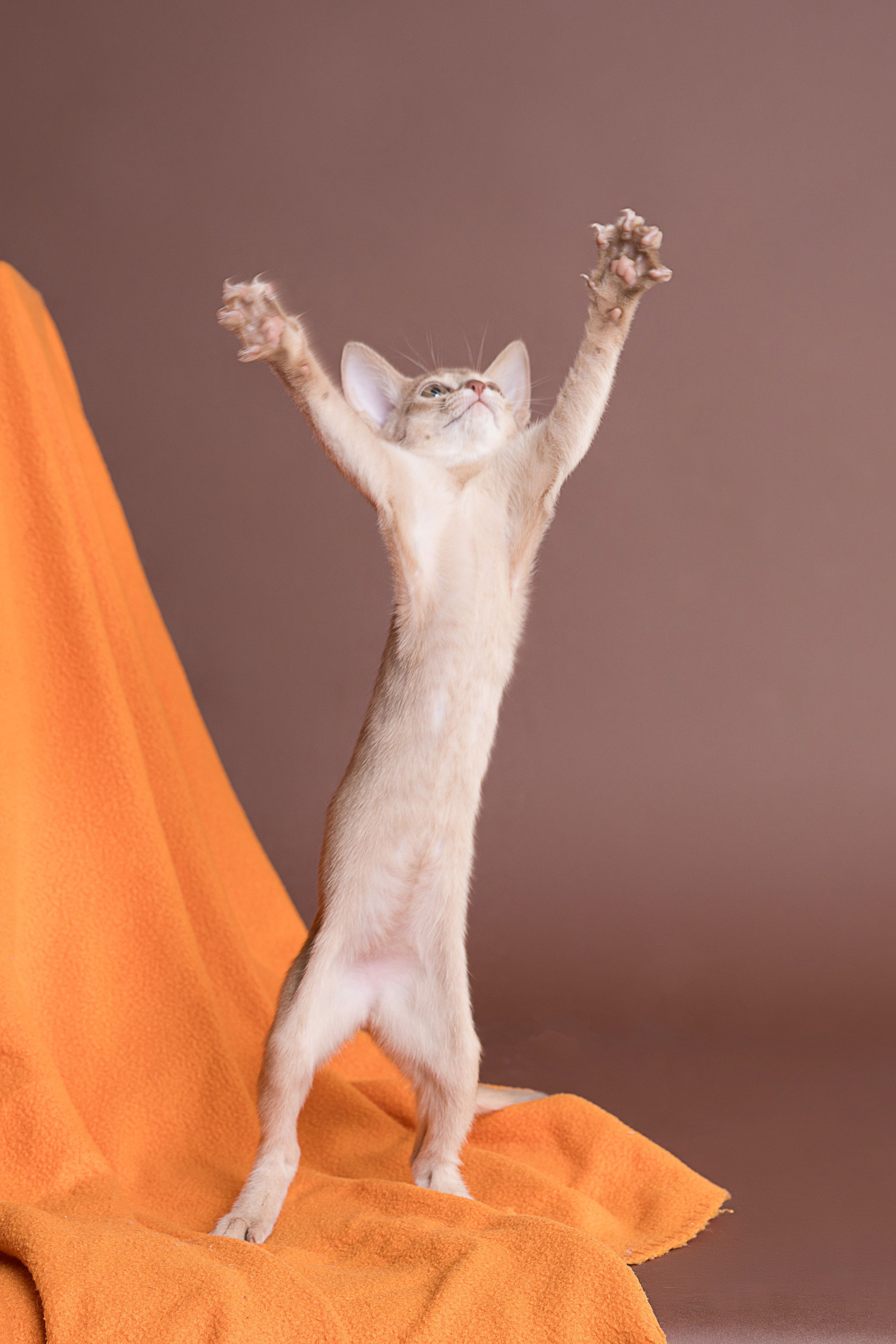 Съемка животных, фотосъемка животных для продажи, фотосъемка животных для объявлений, съемка животных для авито, съемка животных для выставки, съемка животных для каталога. Съемка собак, съемка кошек, съемка домашних животных, съемка домашних питомцев, фотосъемка щенков, фотосъемка котят