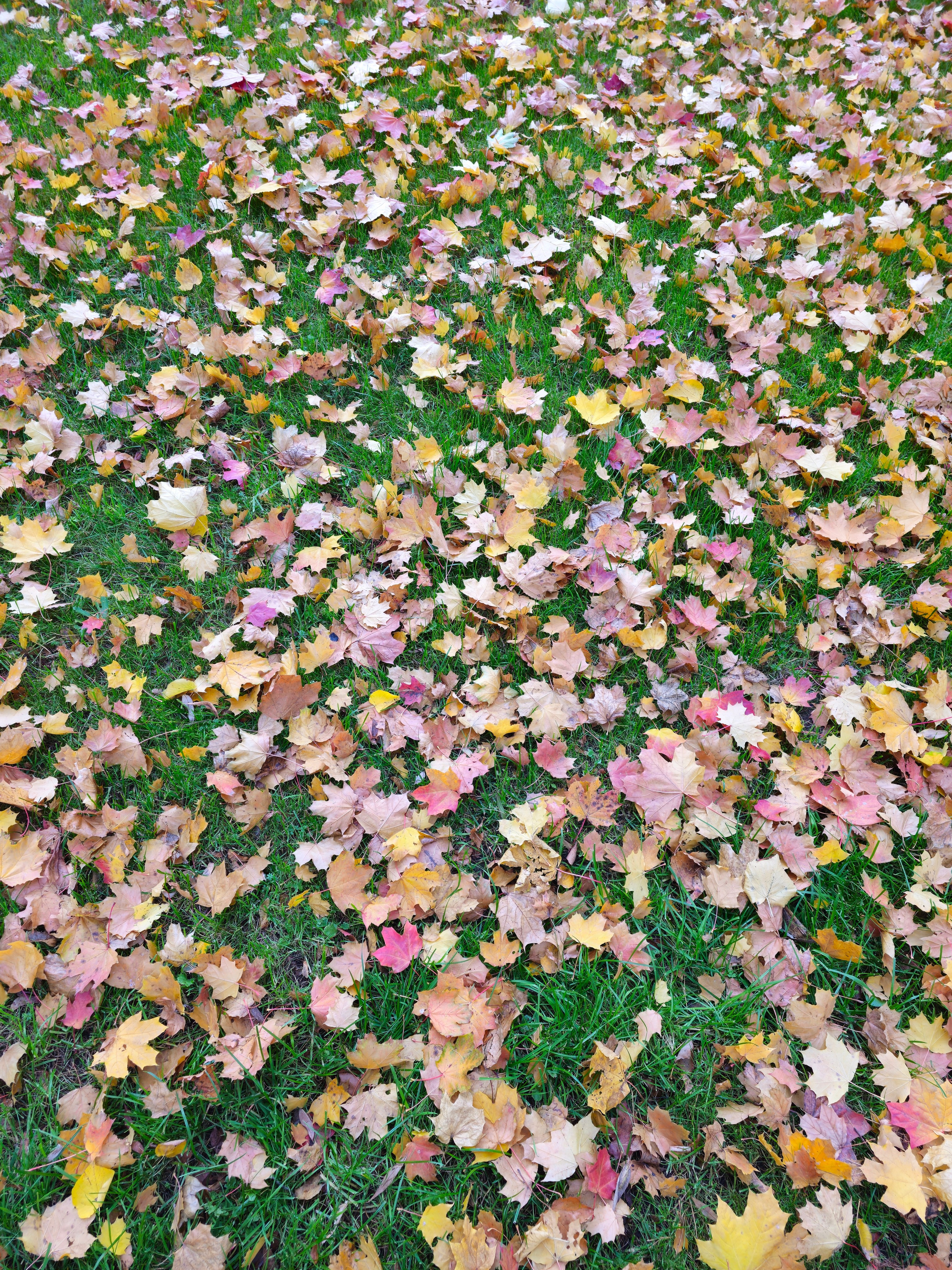 Вертикальный снимок, снятый сверху, показывающий плотный слой опавших кленовых листьев – желтых, розовых и светло-коричневых – лежащих на ярко-зеленом газоне.