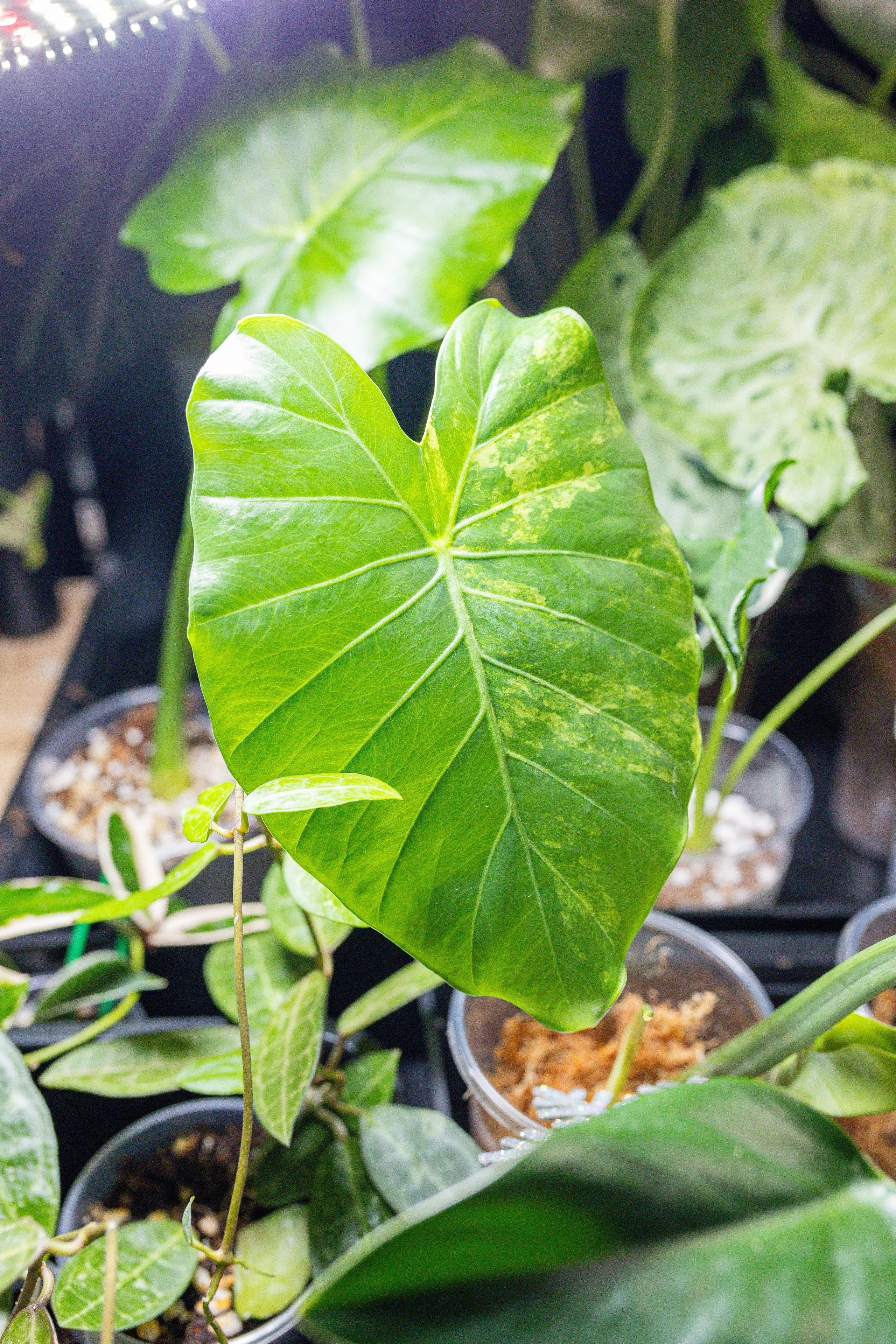 Growbox декабрь 2025. Александра Куликова фотограф, Москва