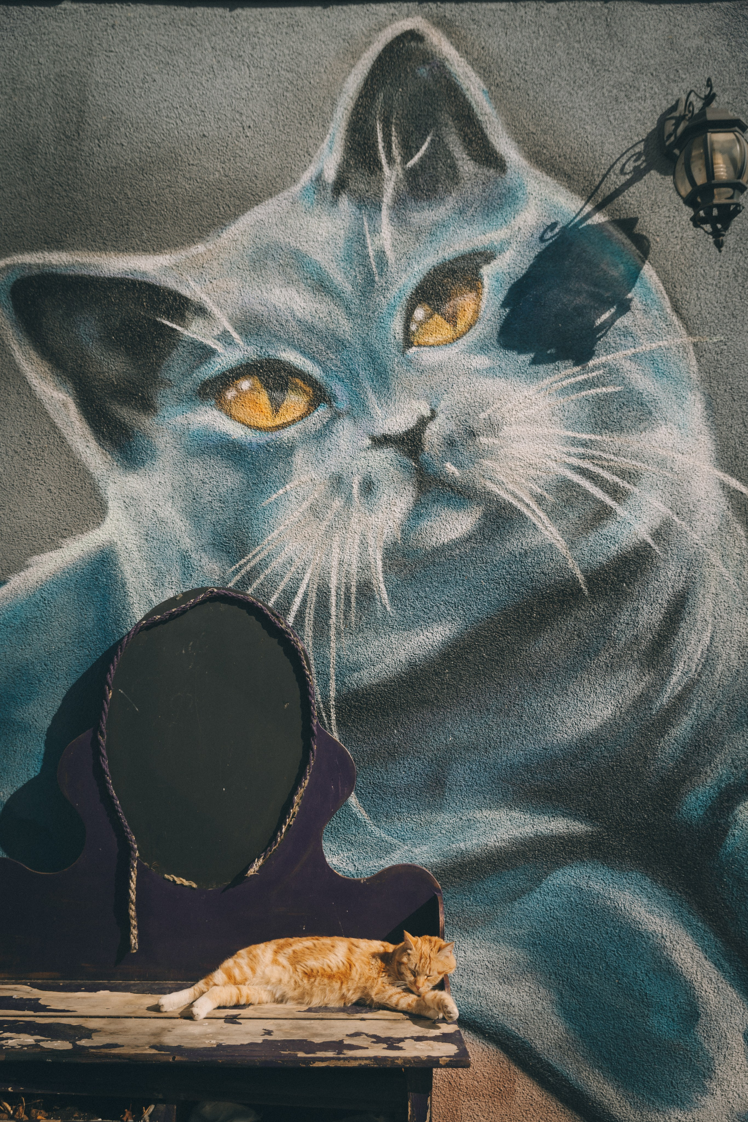 Коты Зеленоградска. Фотограф Зеленоградск Красильникова Елена