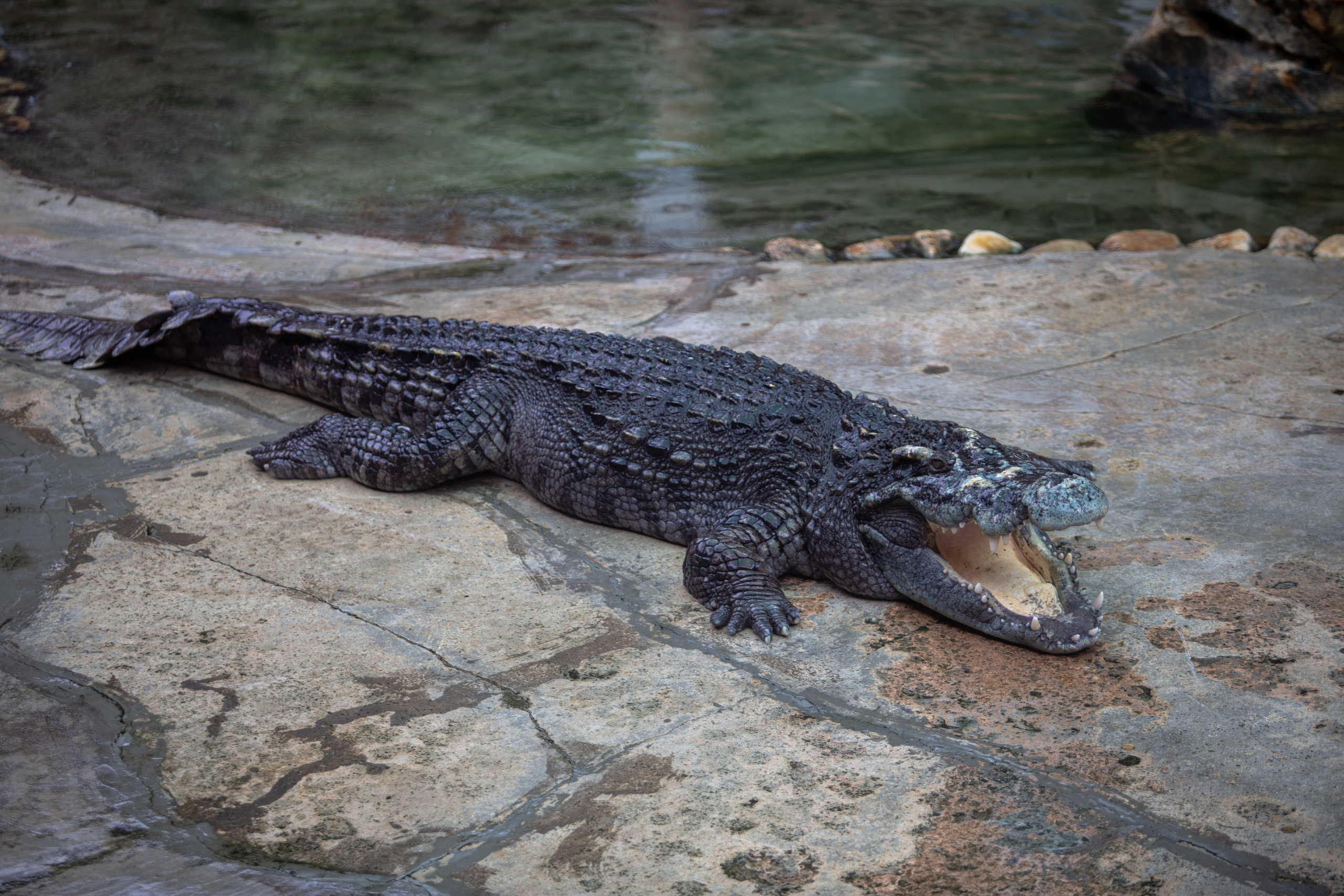 Samut Prakan Crocodile Farm & Zoo. Photographer Sonkina Tatiana (Tanya Ash)