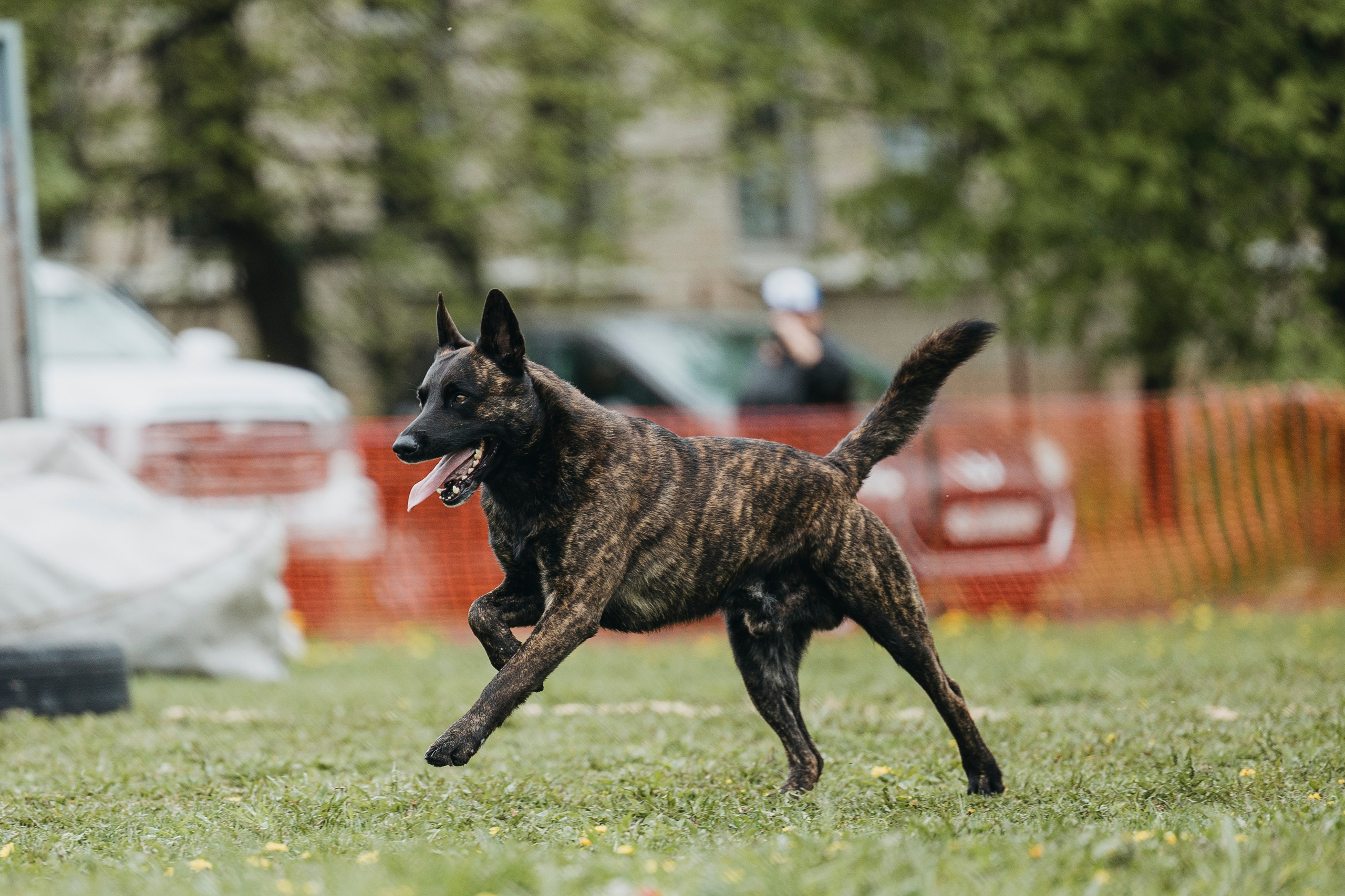 26.05.25 г. Пушкин квалификационные соревнования. Фотограф-анималист Анна Маринич