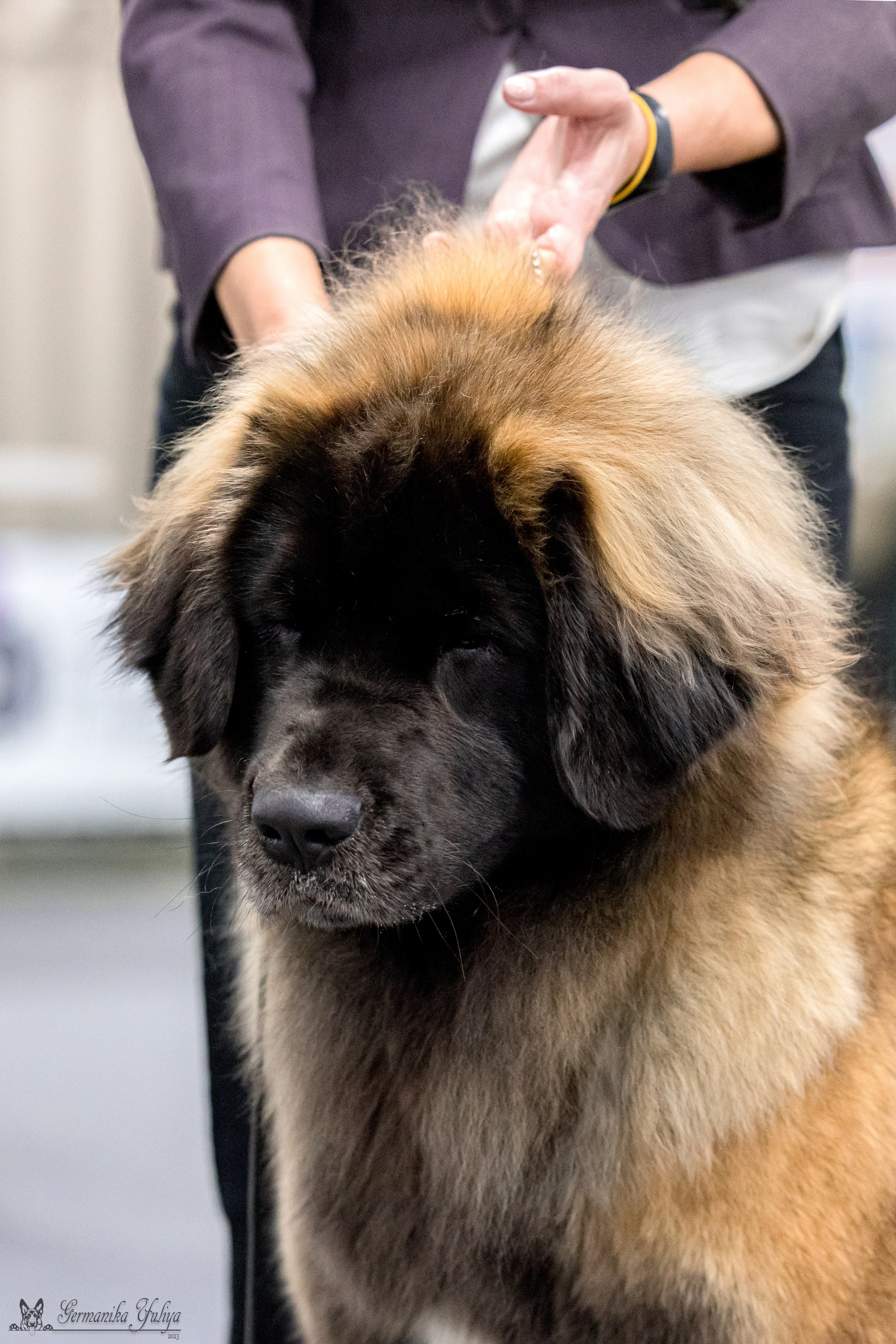 Сфера 29.10,Крокус 4.11,Сфера 12.11.2023. Фотограф-анималист Юлия Германика