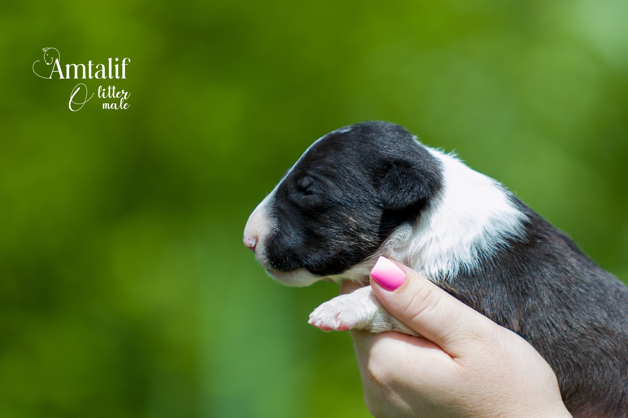 Миниатюрный бультерьер. Фотограф — анималист Татьяна Ли