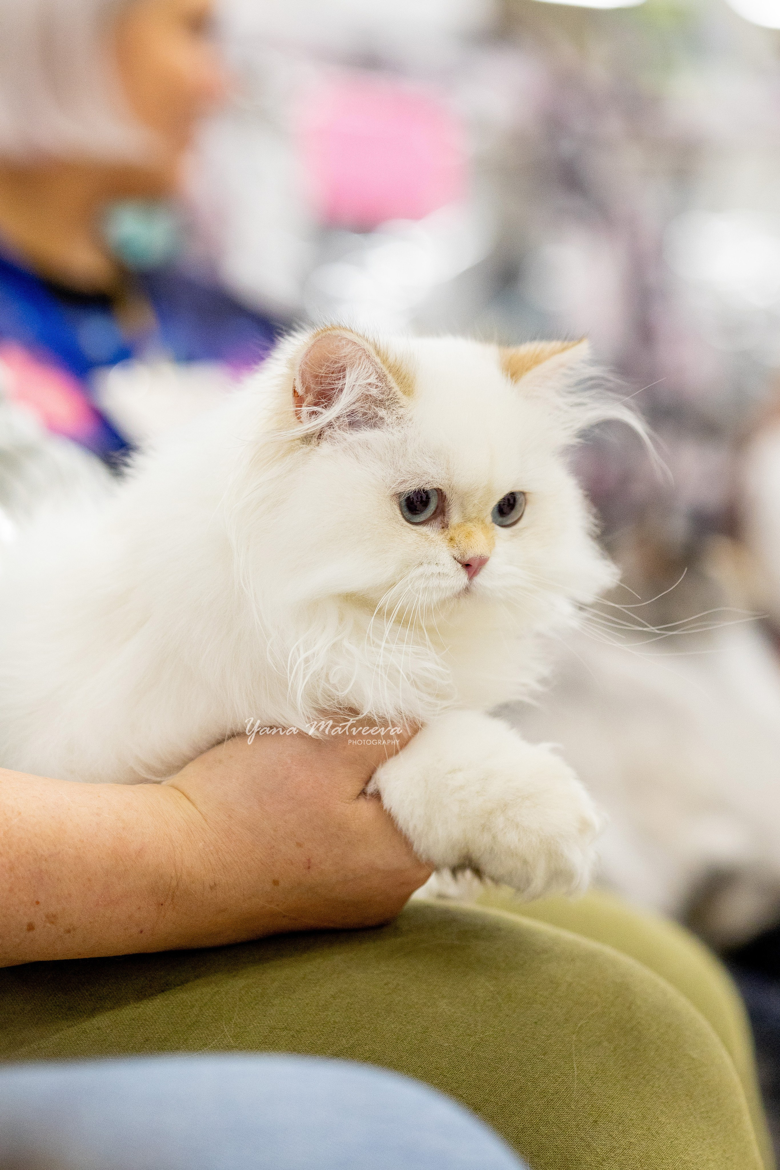 Кошки. Фотограф Яна Матвеева в Ижевске