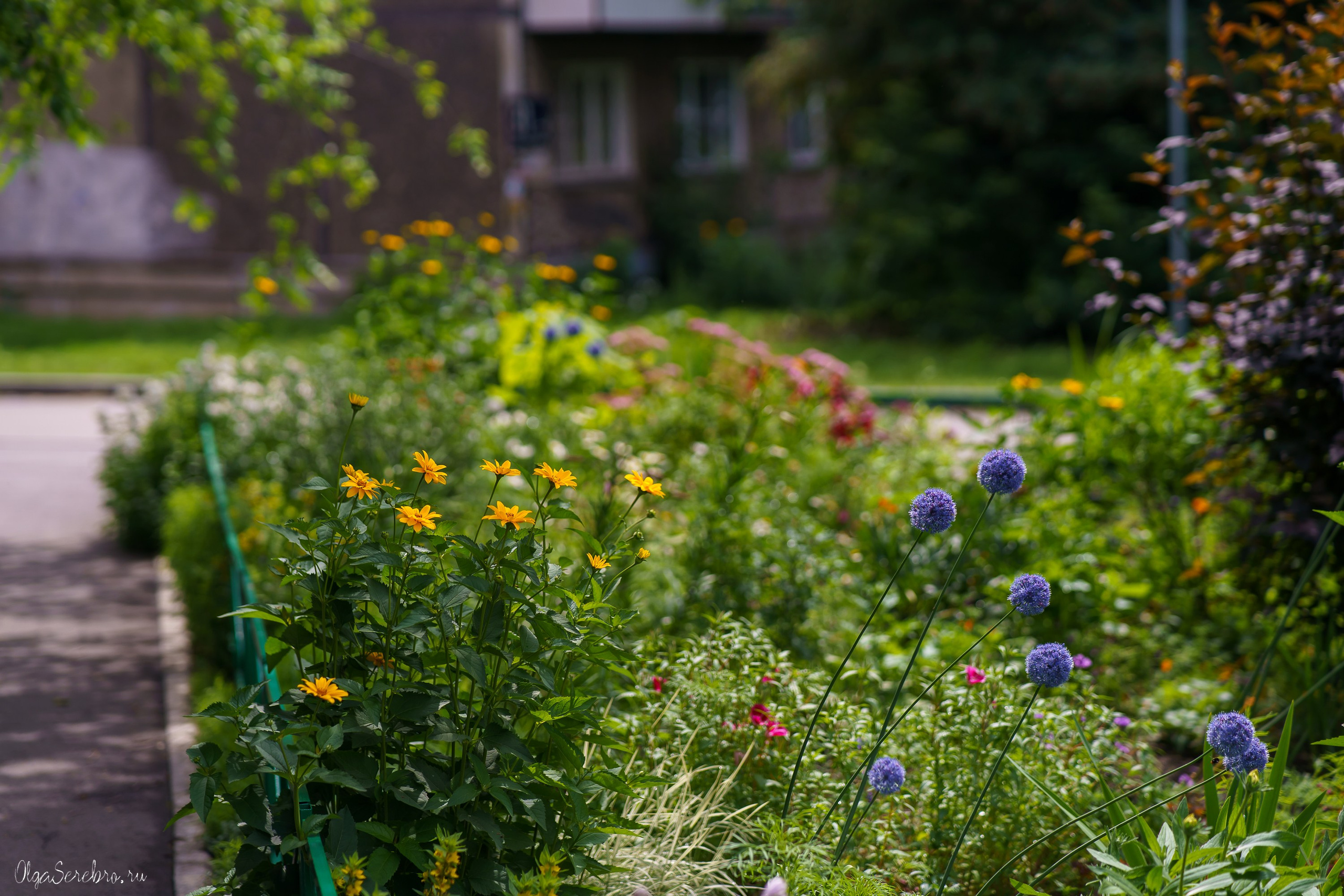 Клумба на Черкасской. Фотограф Челябинск · Ольга Серебрякова