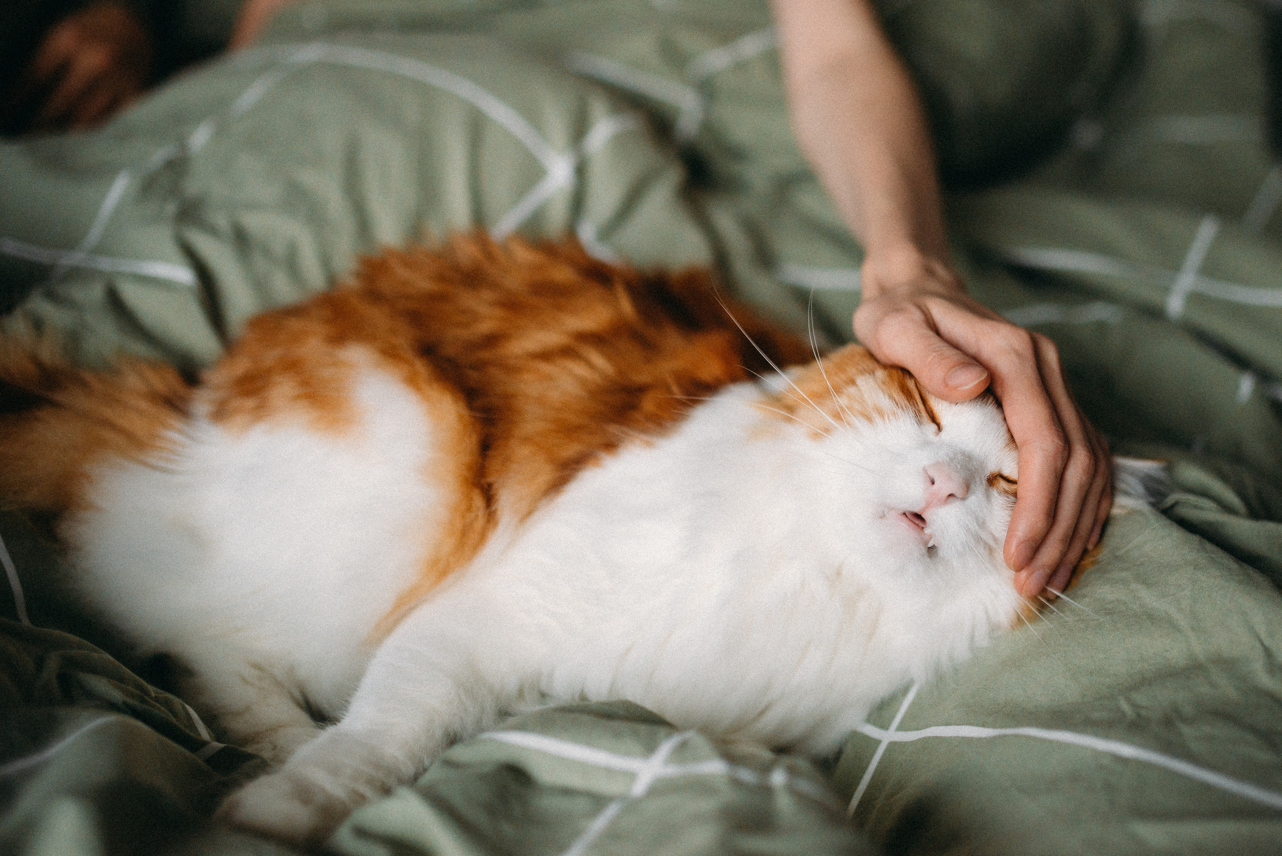 Фотосессия беременности дома СПб. Семейный и детский фотограф в Санкт-Петербурге Маша Бичан