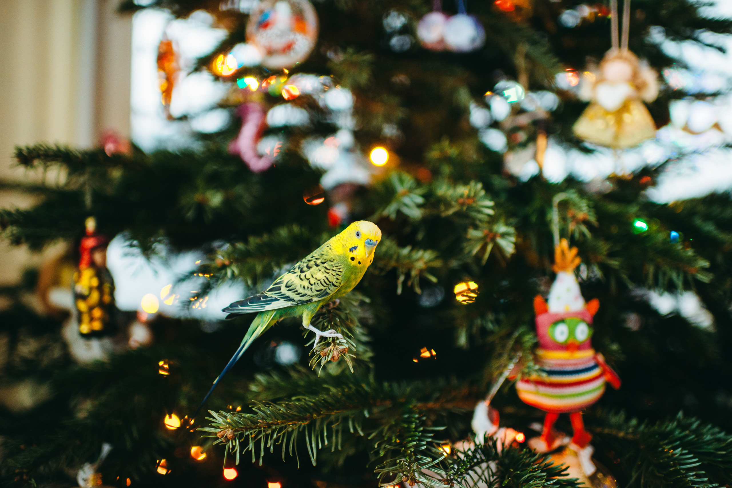 Новогодняя семейная фотосессия дома. Семейный и детский фотограф в Санкт-Петербурге Маша Бичан