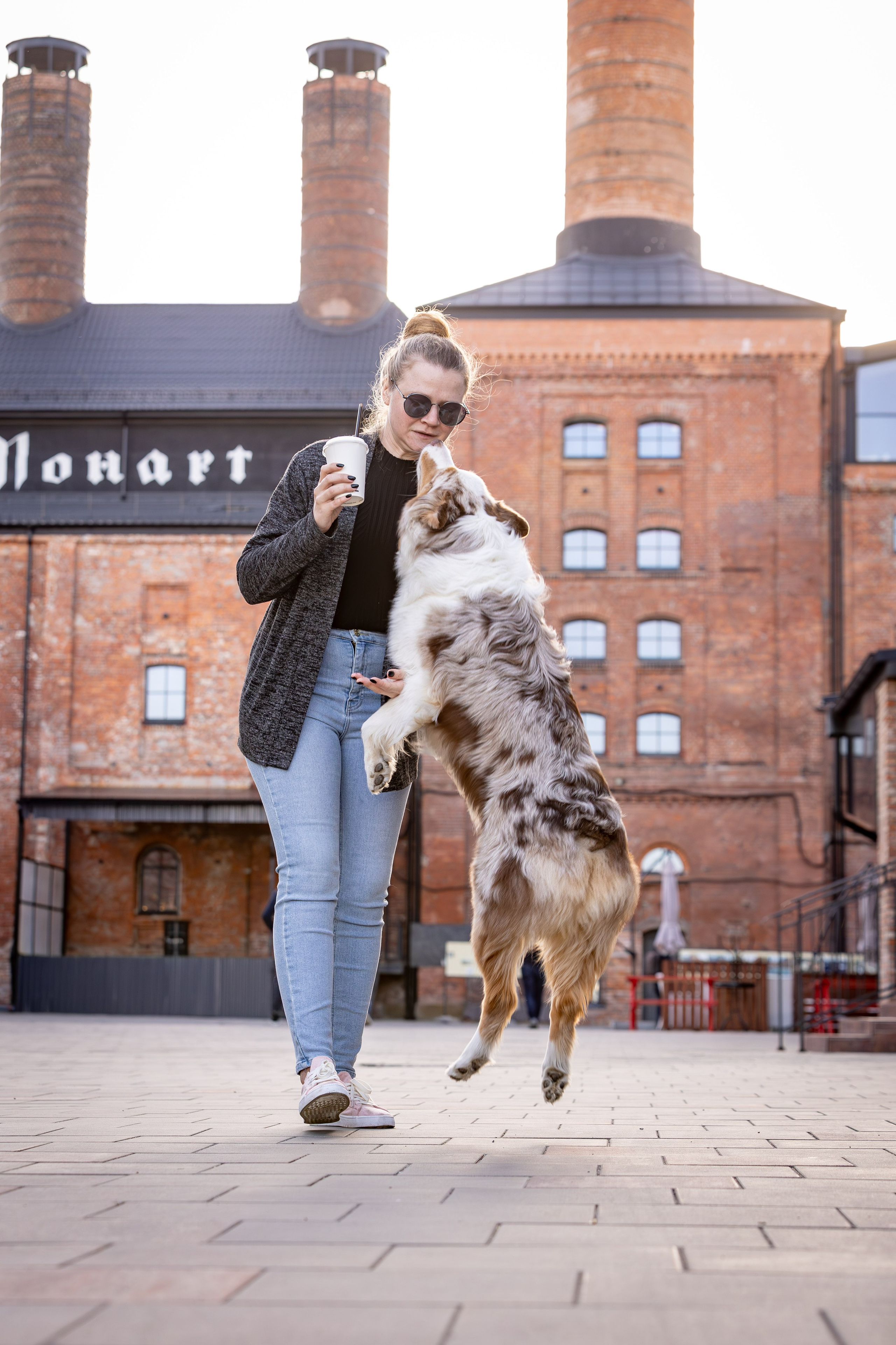 Полли, Австралийская Овчарка. Ирина Голомб|Фотограф-анималист в  Сочи и Калининграде