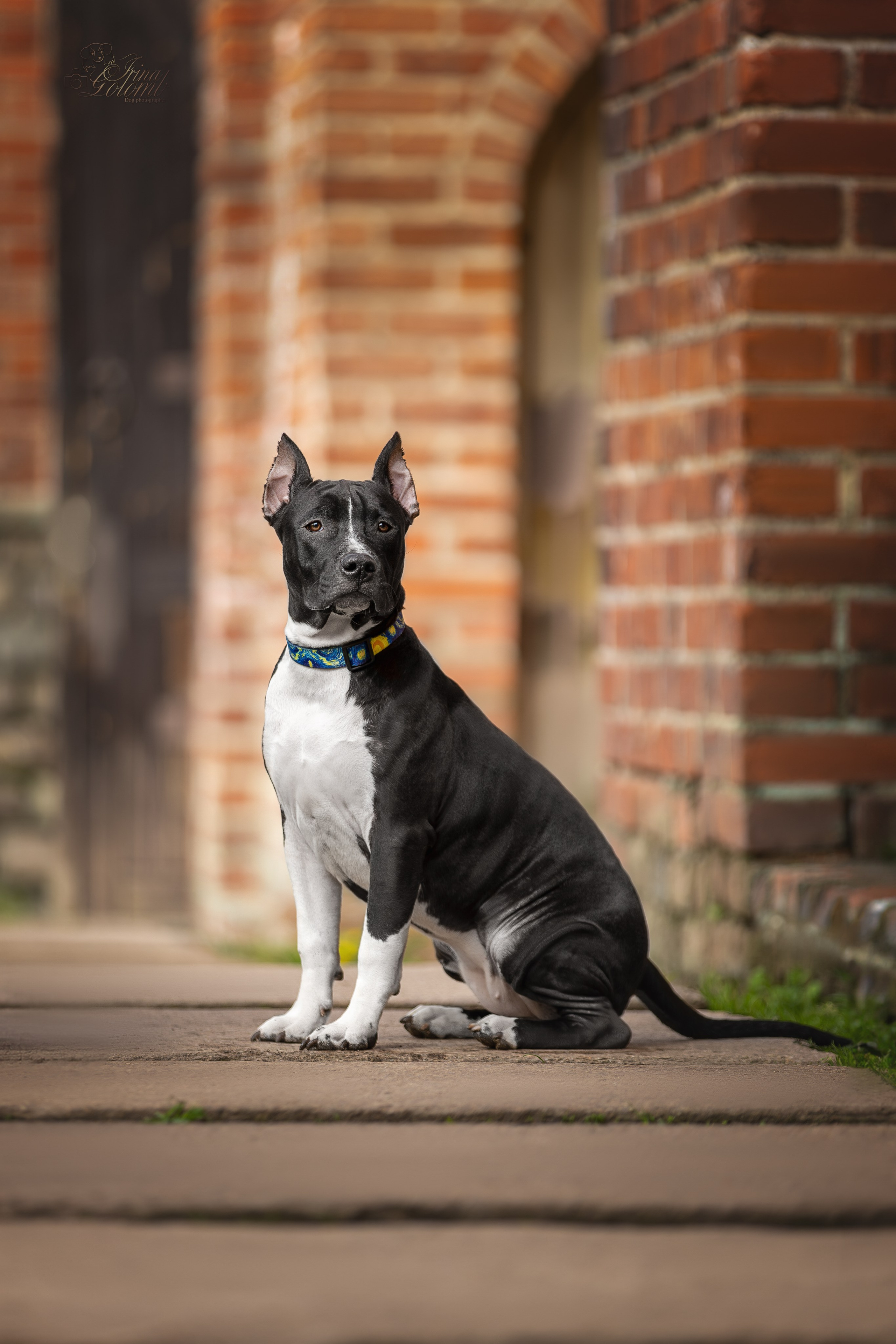 Афина и Мора, Стаффорды. Ирина Голомб|Фотограф-анималист в  Сочи и Калининграде