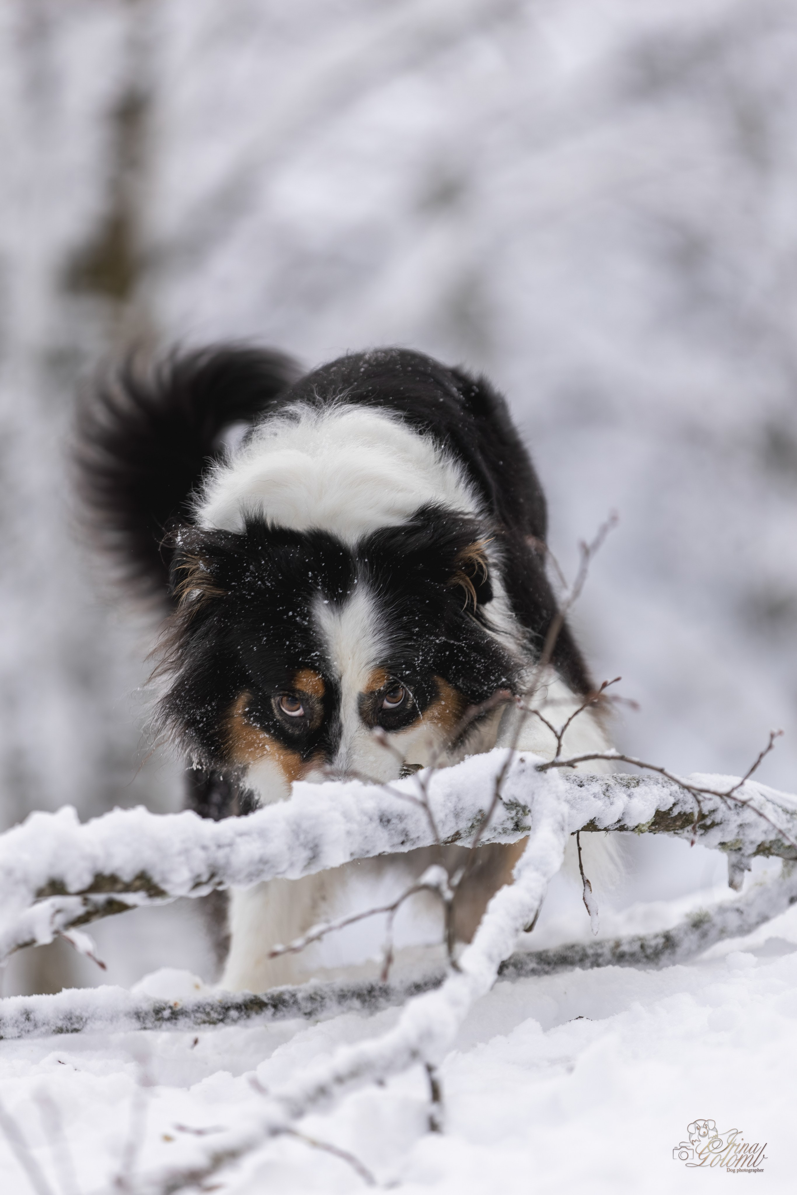 Догтуса Тропа Ефремова. Ирина Голомб|Фотограф-анималист в  Сочи и Калининграде
