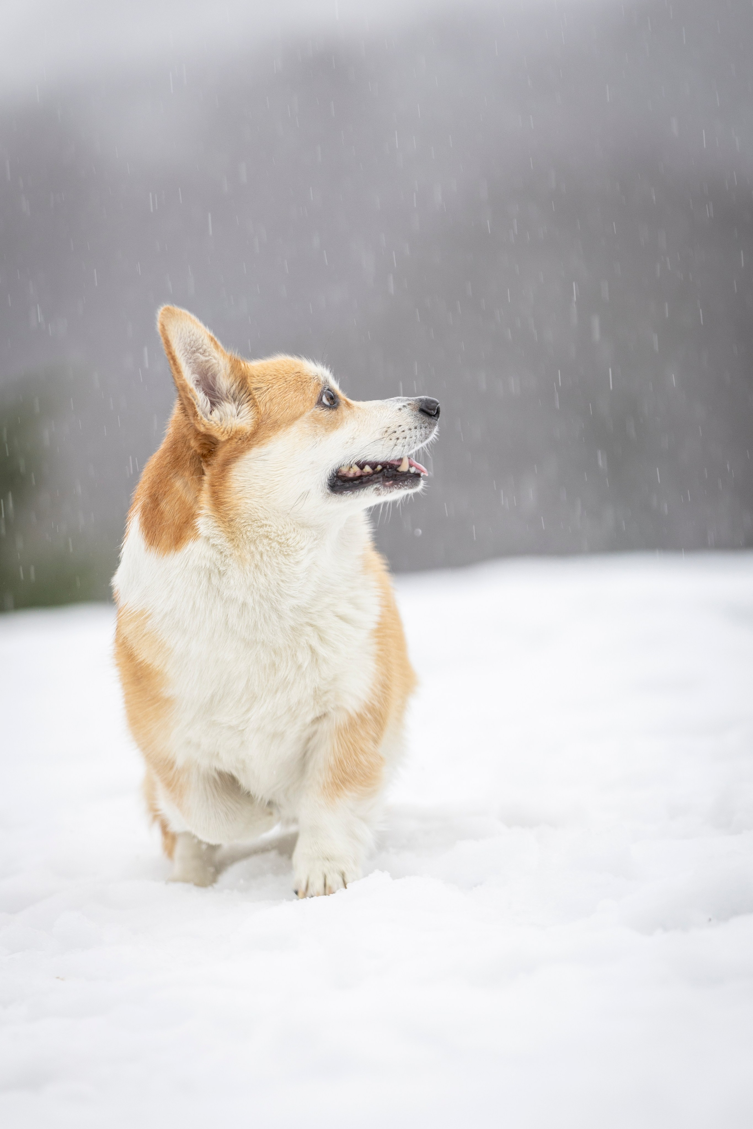 Гай, Корги-Пемброк. Ирина Голомб|Фотограф-анималист в  Сочи и Калининграде