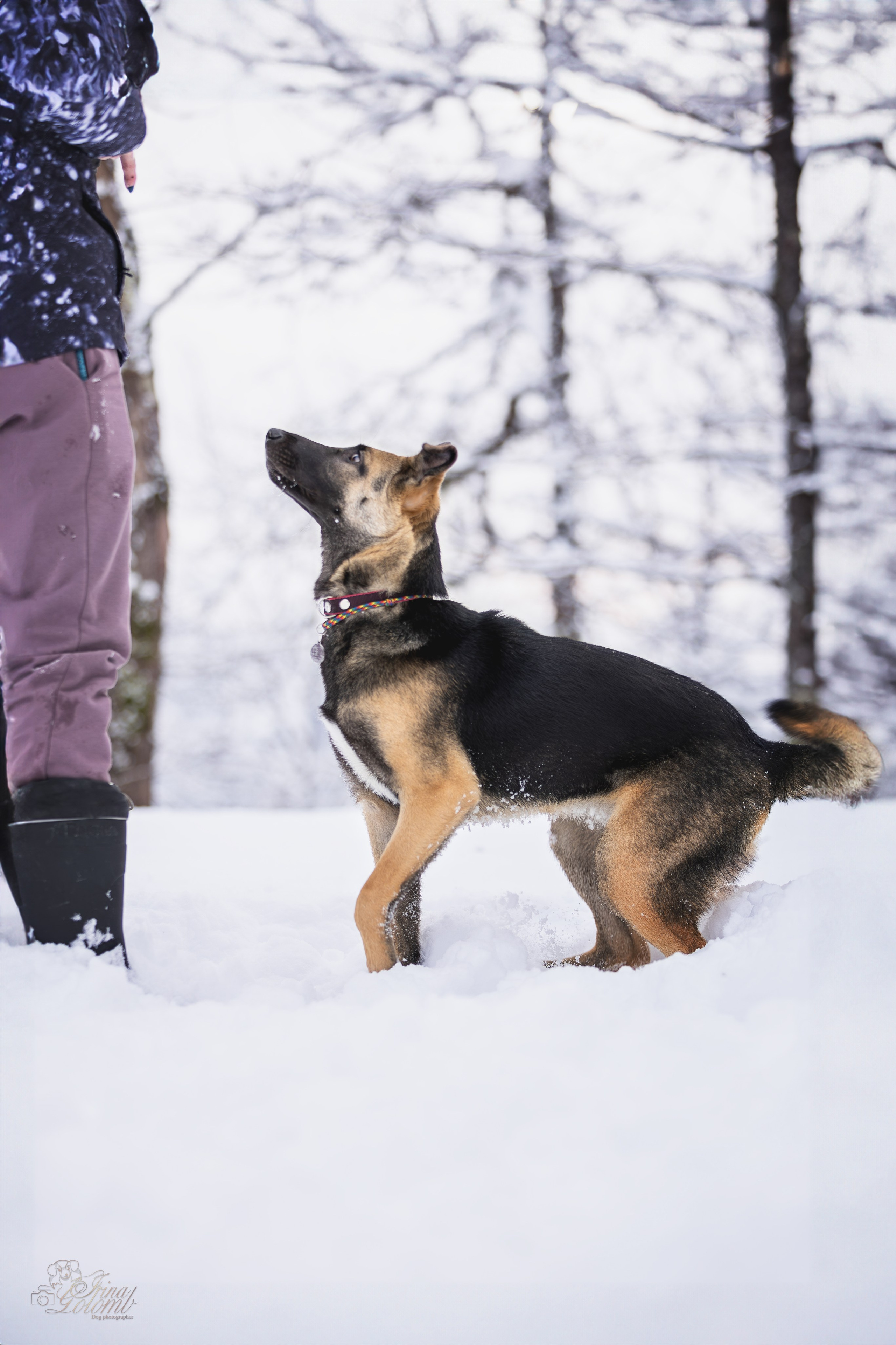 Догтуса Тропа Ефремова. Ирина Голомб|Фотограф-анималист в  Сочи и Калининграде