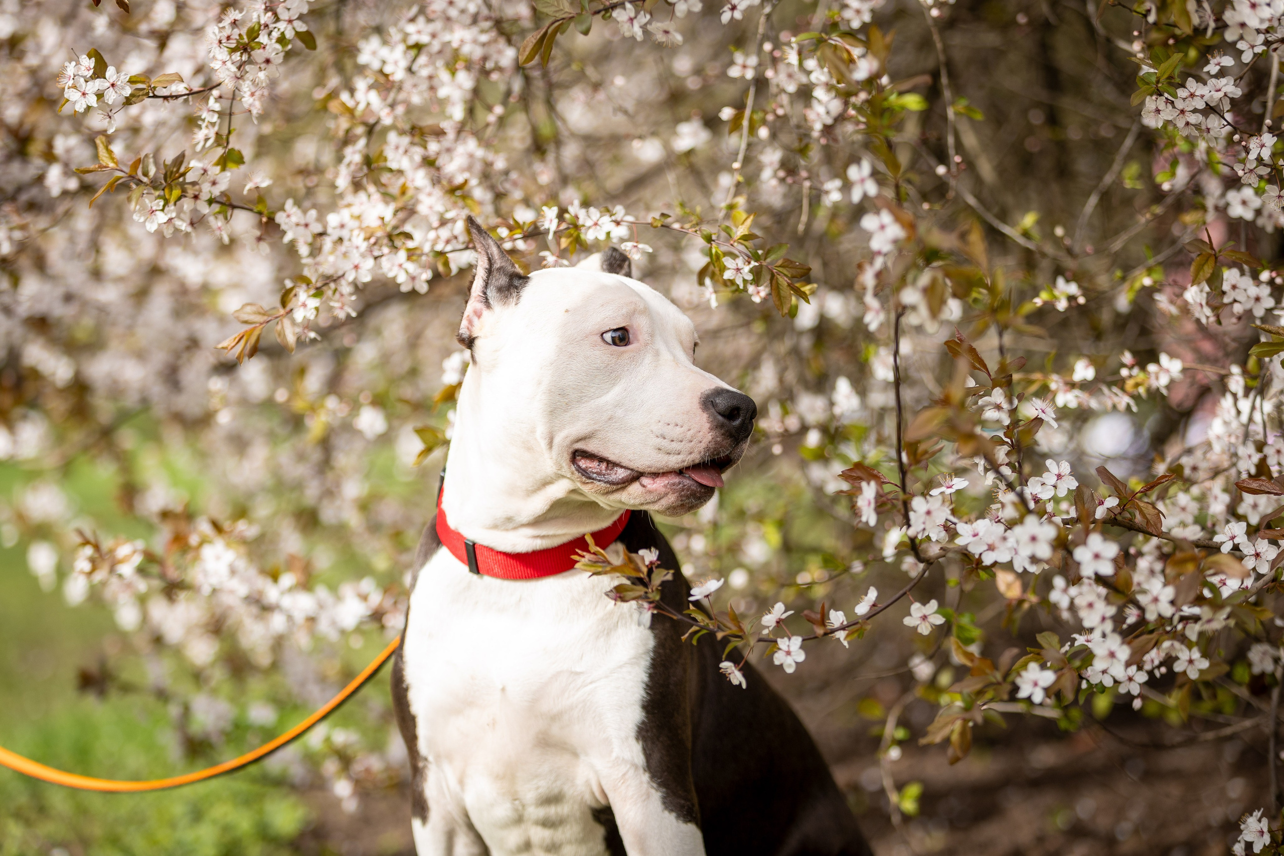 Афина и Мора, Стаффорды. Ирина Голомб|Фотограф-анималист в  Сочи и Калининграде